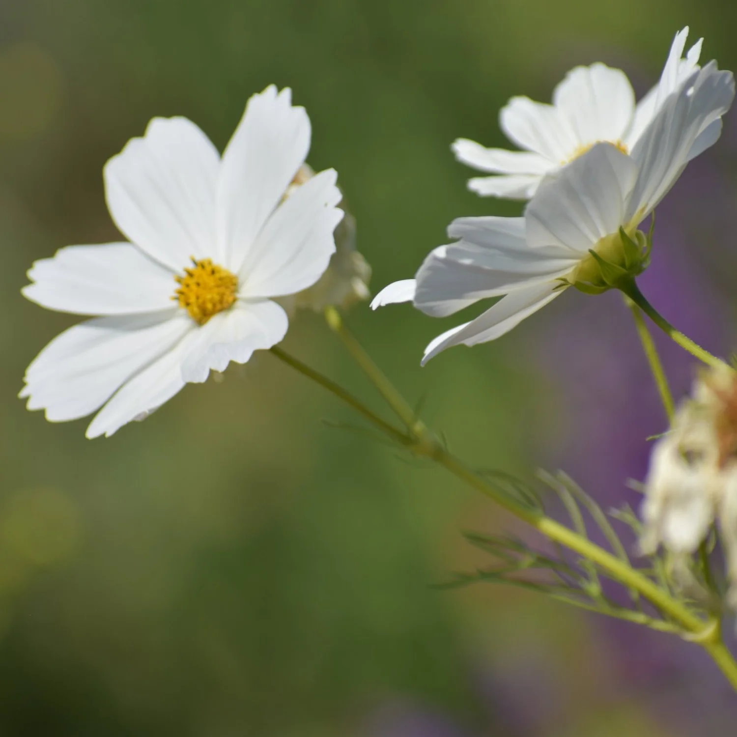 Growing Cosmos in Santa Cruz County: Effortless Color from Summer to Fall