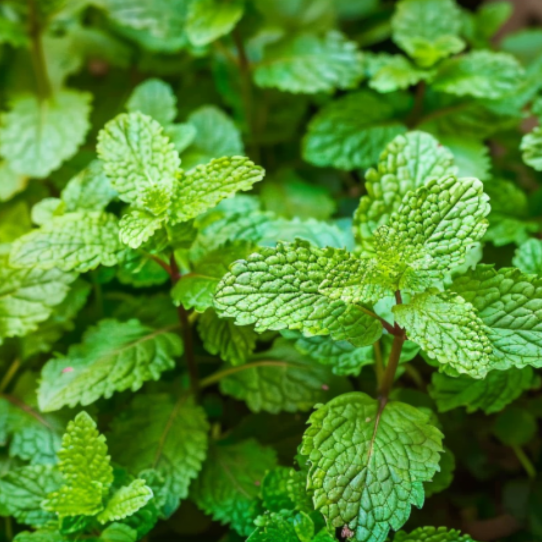 Dense patch of bright green mint with textured leaves and reddish stems