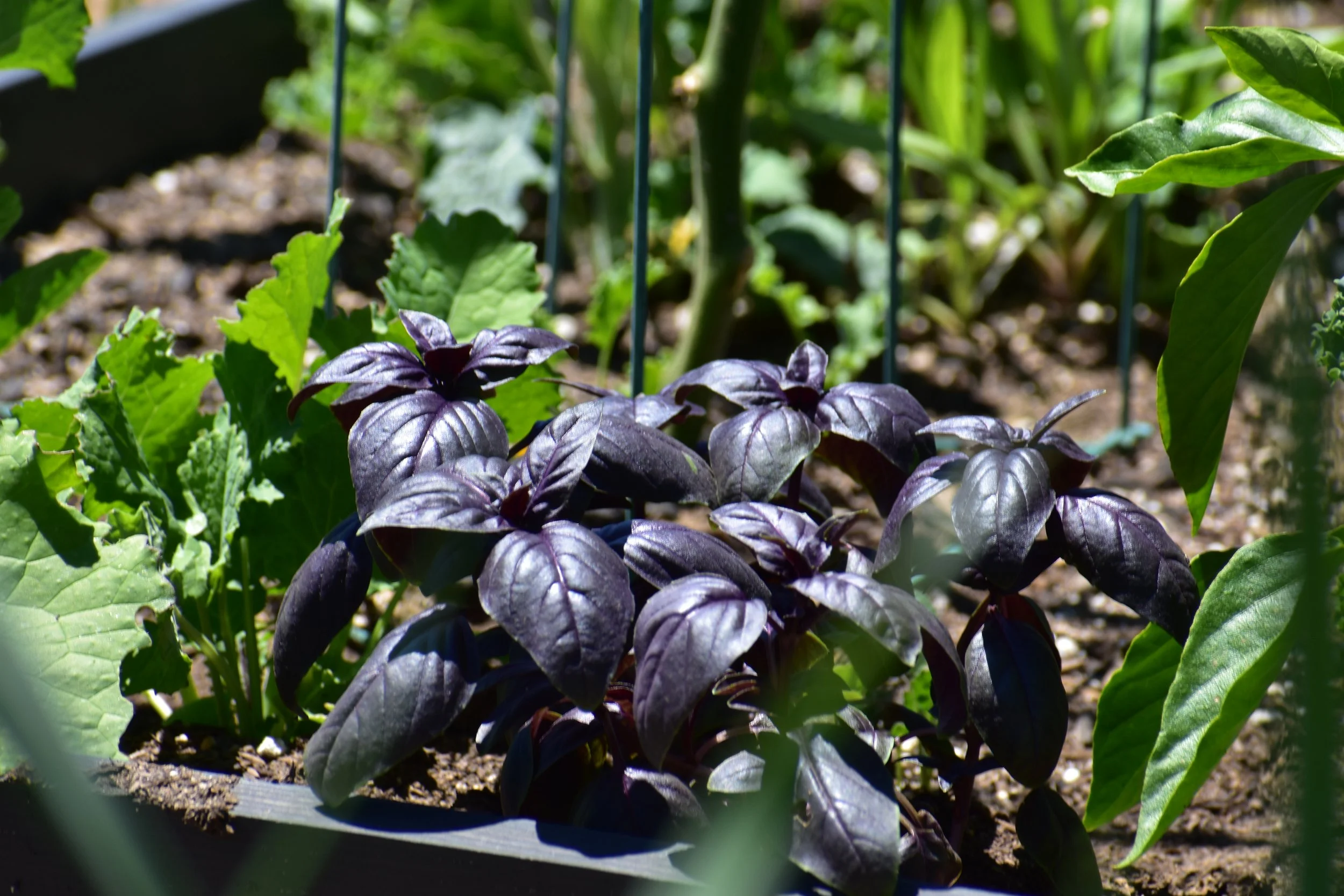 Dark purple basil plants growing in a raised bed among leafy greens