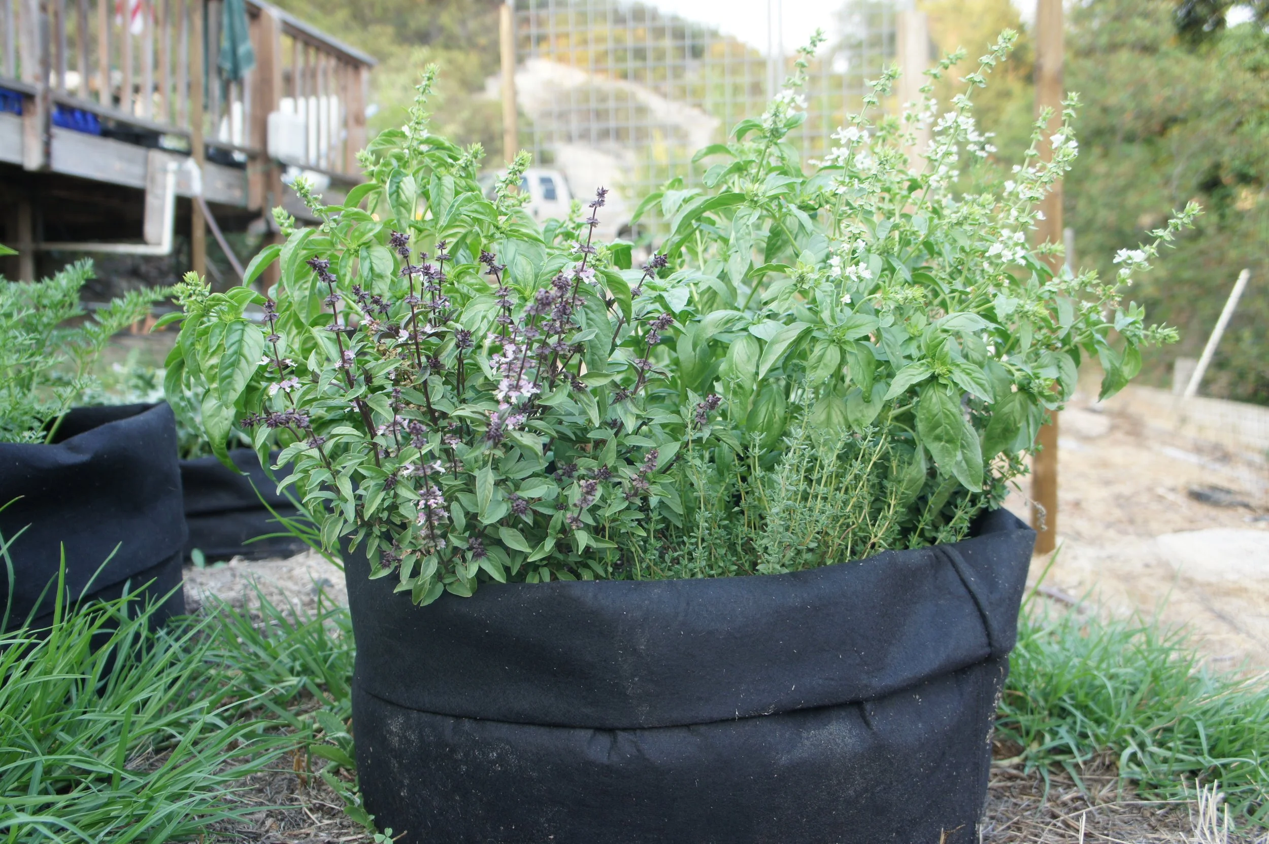 Fabric grow bag planted with basil varieties and thyme, some in purple flower