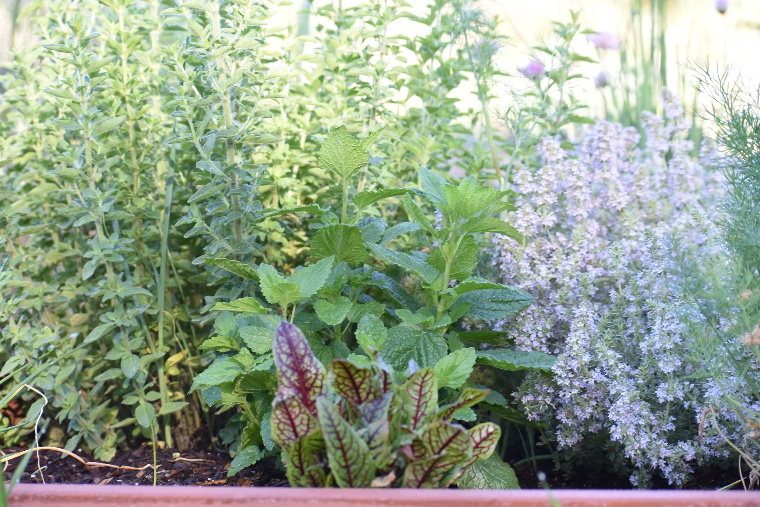 Mixed herb bed with mint, red-veined sorrel, flowering thyme, and chives
