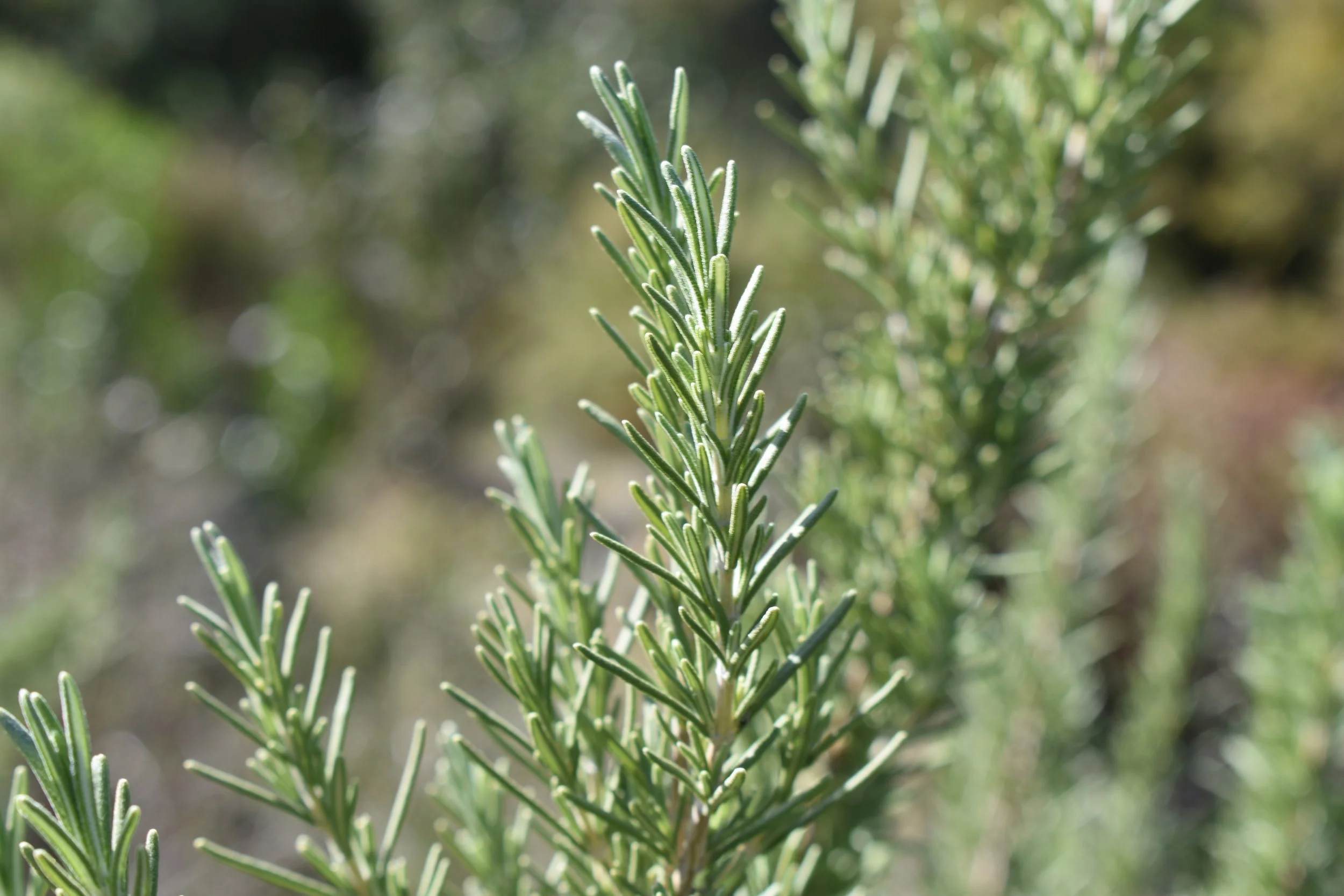 Upright rosemary sprigs with needle-like leaves in soft sunlight
