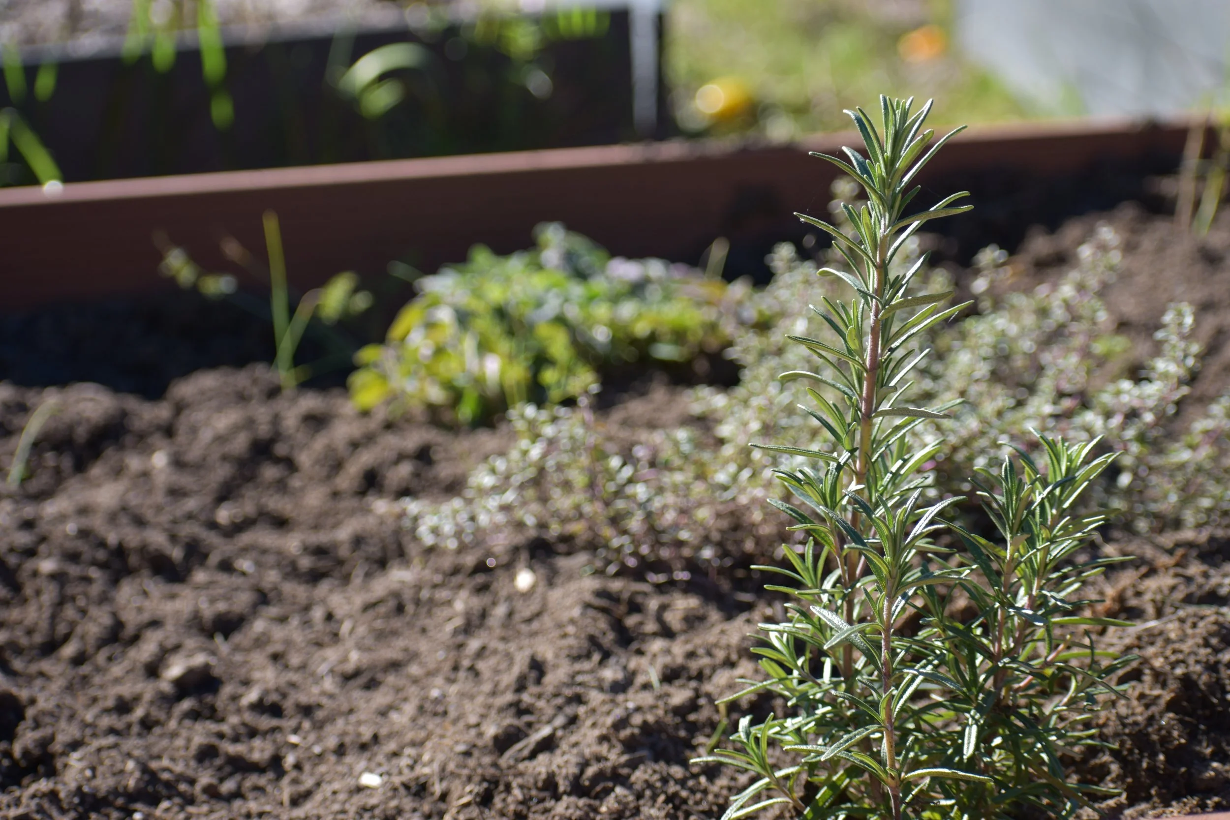 Young rosemary plant in Ben Lomond mountain herb garden