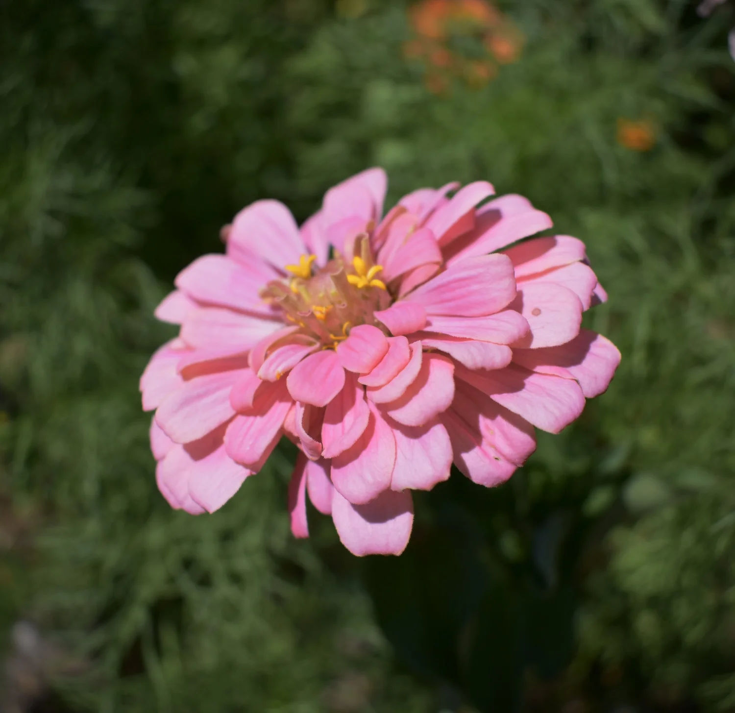 Growing Zinnias in Santa Cruz County: Bold Summer Color with Minimal Effort