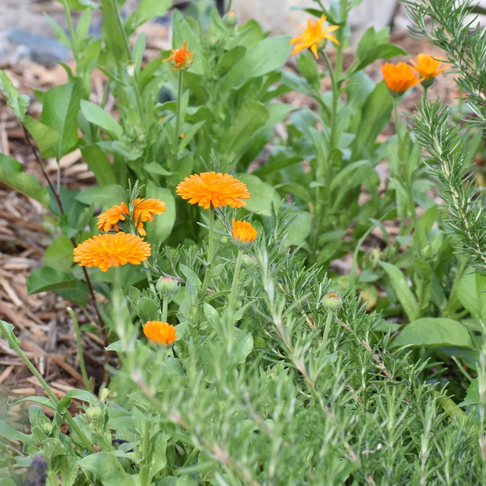 Calendula+%283%29.jpg
