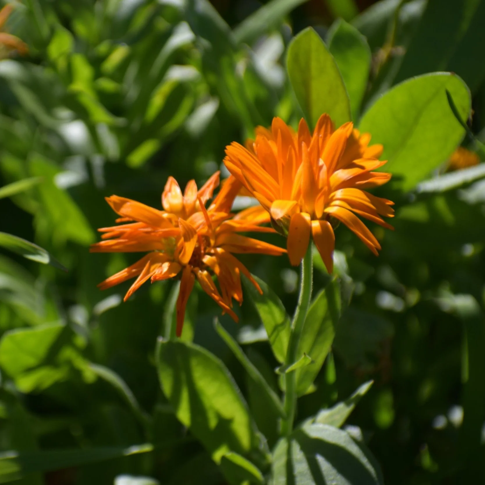 Calendula+%281%29.jpg