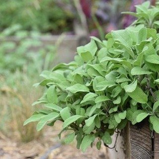 Savoring the sight of sage in our garden! 🌿 

This versatile herb isn't just a culinary delight; it's also a feast for the eyes. With its soft, silvery-green leaves, sage brings a touch of elegance to any garden space. 
Do you use sage in your cooki