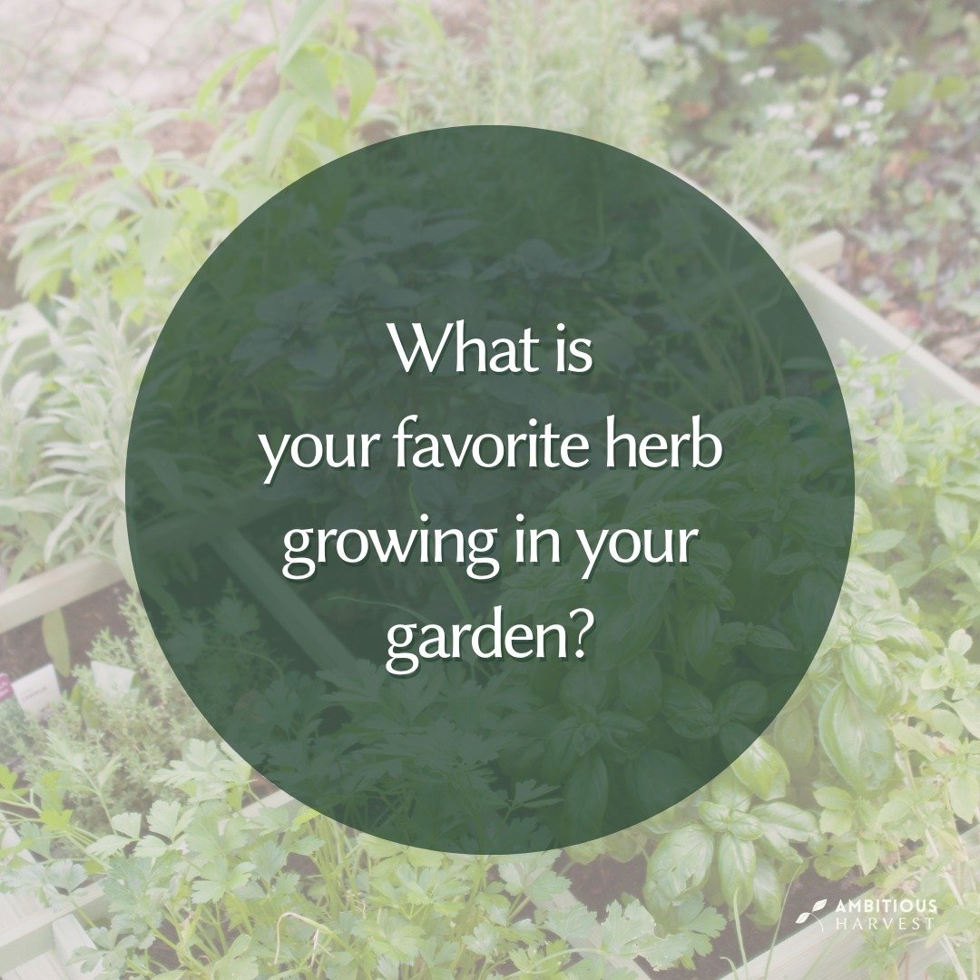 Green thumbs and herb lovers, we're curious! 🌱💚 What's your favorite herb flourishing in your garden? 
Tell us in the comments below and let's share our herbal joys and inspirations! 🌿 

#HerbGardenLove #GardeningCommunity #FavoriteHerb #GardenIns