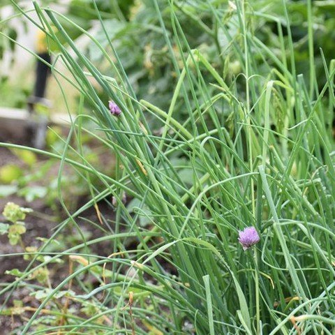 Spring&rsquo;s green shoots are here, and our garden&rsquo;s chives are leading the show! 🌱🌟 With their slender green stalks and perky purple flowers, chives are both a visual delight and a zesty addition to any dish. 

Do you enjoy their onion-lik