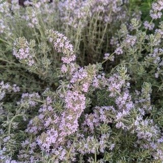 Witnessing the tiny blossoms of thyme in our garden! 🌸🌿 

Thyme blooms add a delicate beauty and attract beneficial pollinators. It&rsquo;s a reminder of how even small herbs play a big role in our gardens. 

Do you enjoy thyme's floral display or 