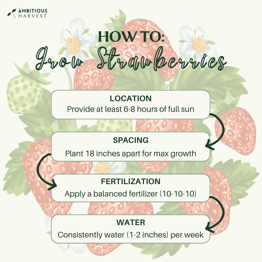 🍓 Grow Perfect Strawberries! 🍓

Check out our top tips:

📏 Location: Space plants 18 inches apart, rows 3-4 feet for optimal growth.
🌞 Sunlight: Ensure at least 6-8 hours daily.
💧 Water: 1-2 inches per week with efficient methods.
🌱 Fertilize: 
