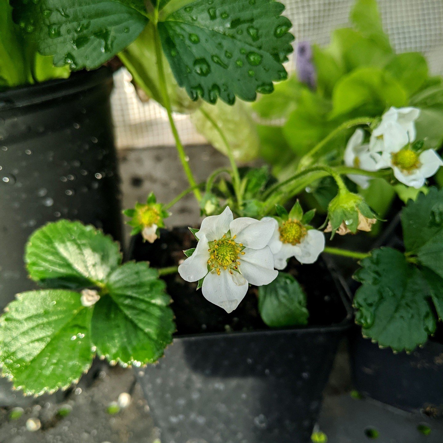 Almost Ready for the Big Move! 

Once the weather warms up, these strawberry seedlings will be transplanted from the greenhouse to the garden. 🌼 Excited to watch them grow and flourish! Who else is planting strawberries this season? 🙌 

#Strawberry
