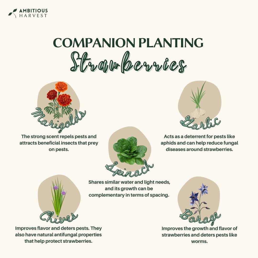 Boost Your Berry Bounty! 

Discover the best companions for your strawberry plants in our latest infographic:

Borage enhances flavor &amp; growth 🌼
Marigolds ward off pests with their scent 🏵️
Chives improve taste &amp; fight fungus 🌱
Spinach sha