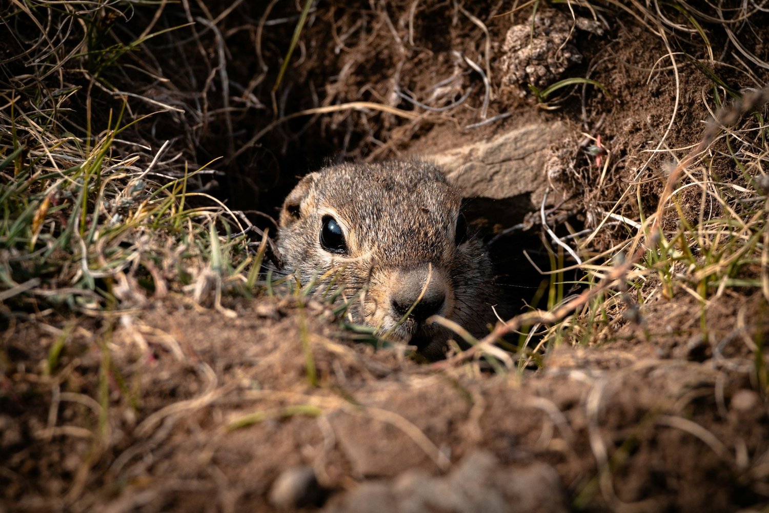 Gopher Control in Santa Cruz | What Actually Works