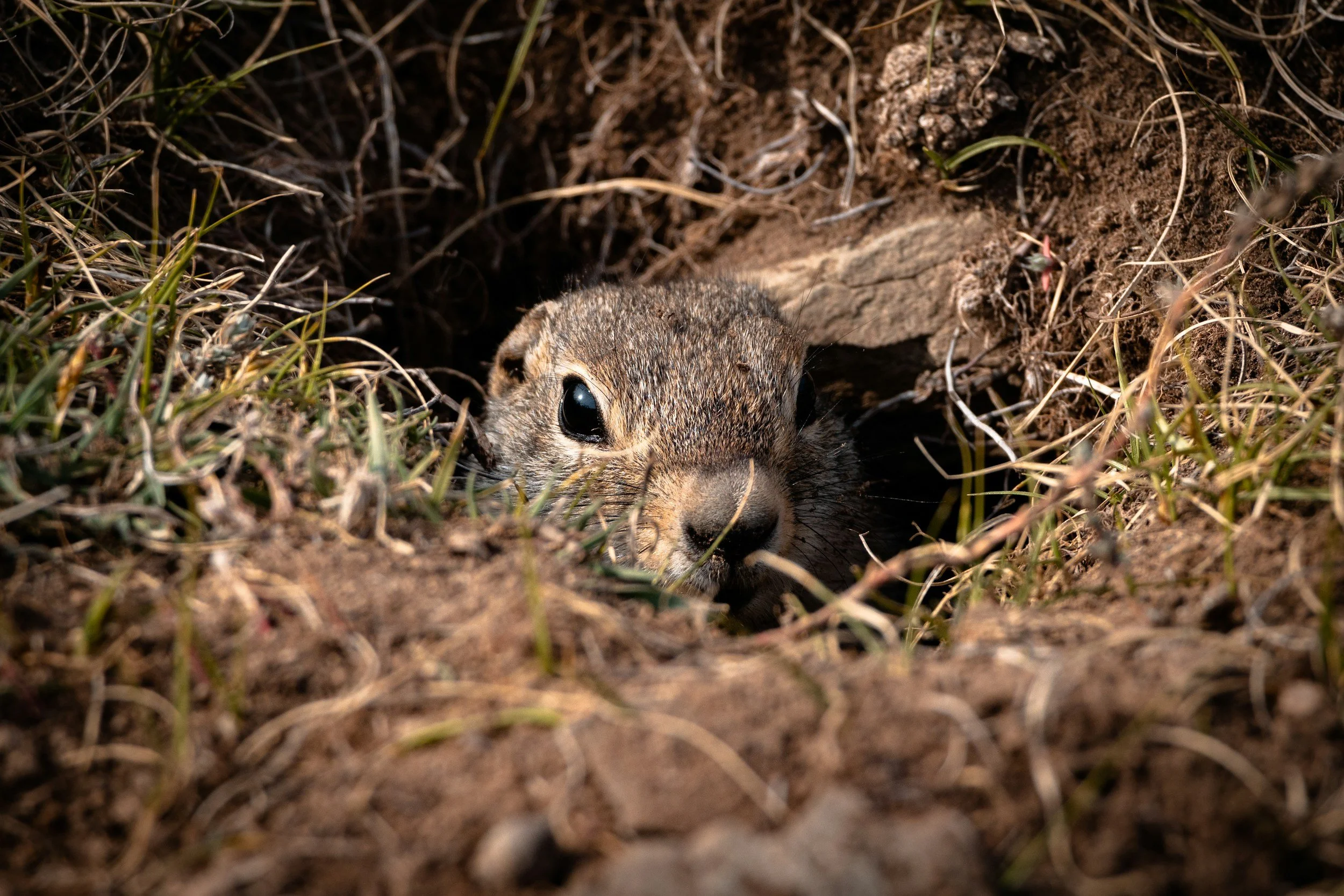 Gopher Control in Santa Cruz | What Actually Works