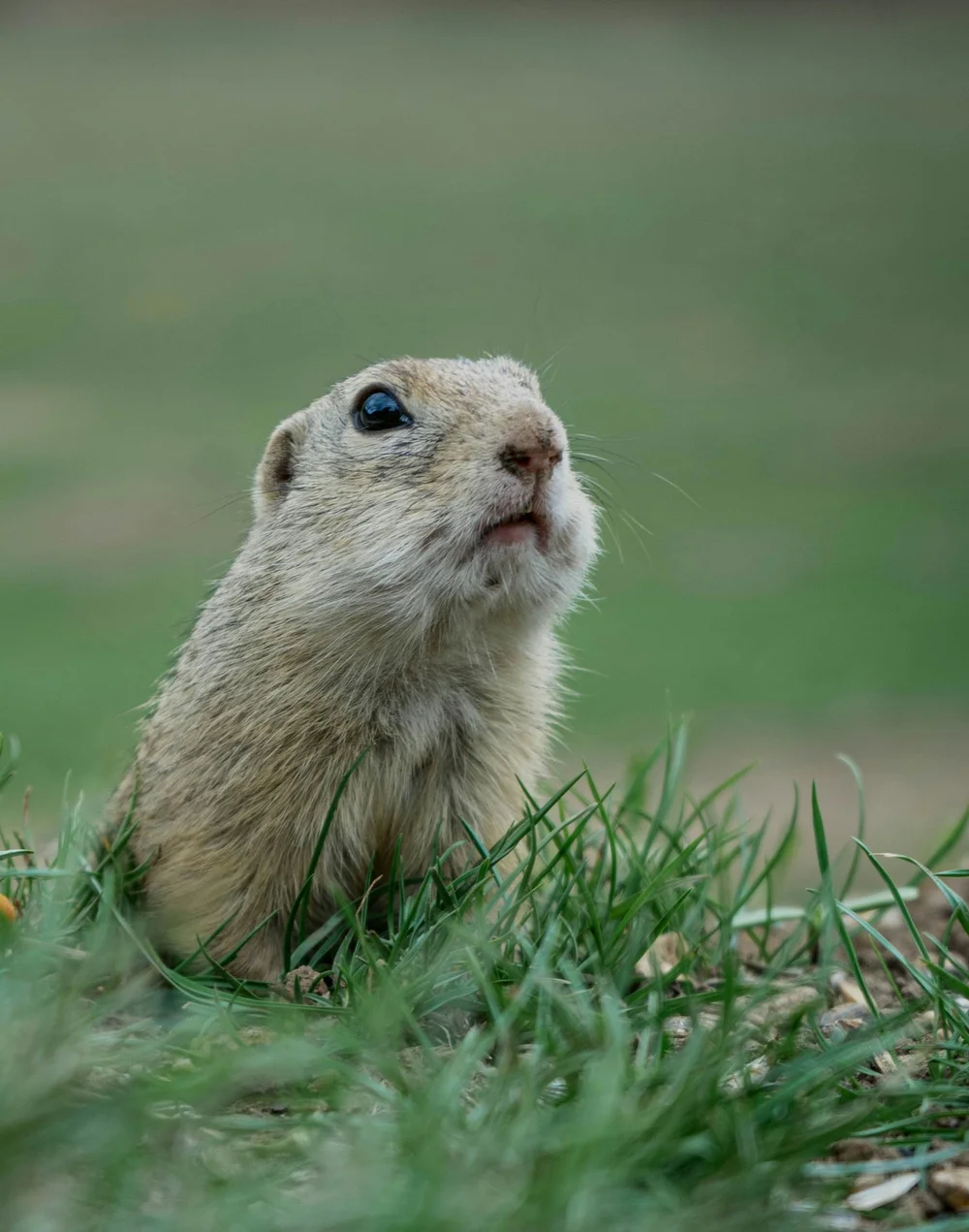Gopher Control in Santa Cruz | What Actually Works