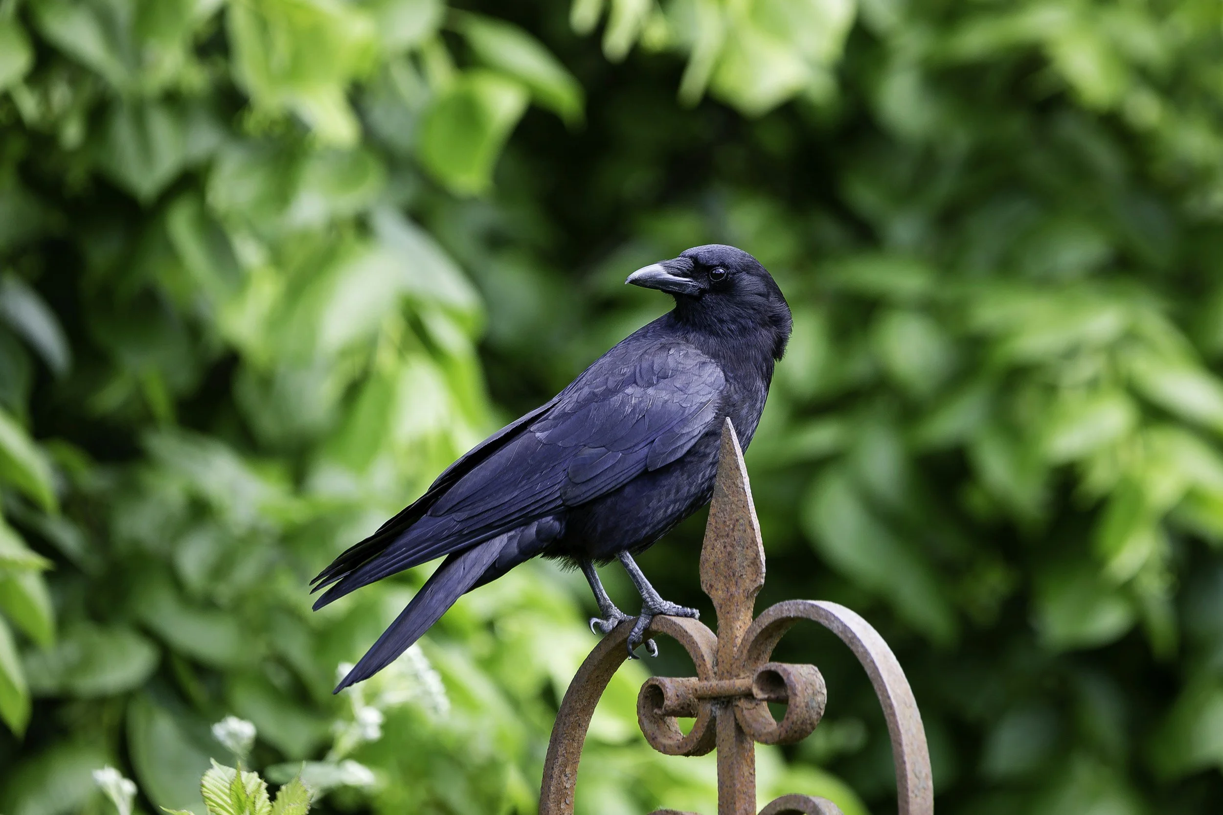 Crow perched on a fence post