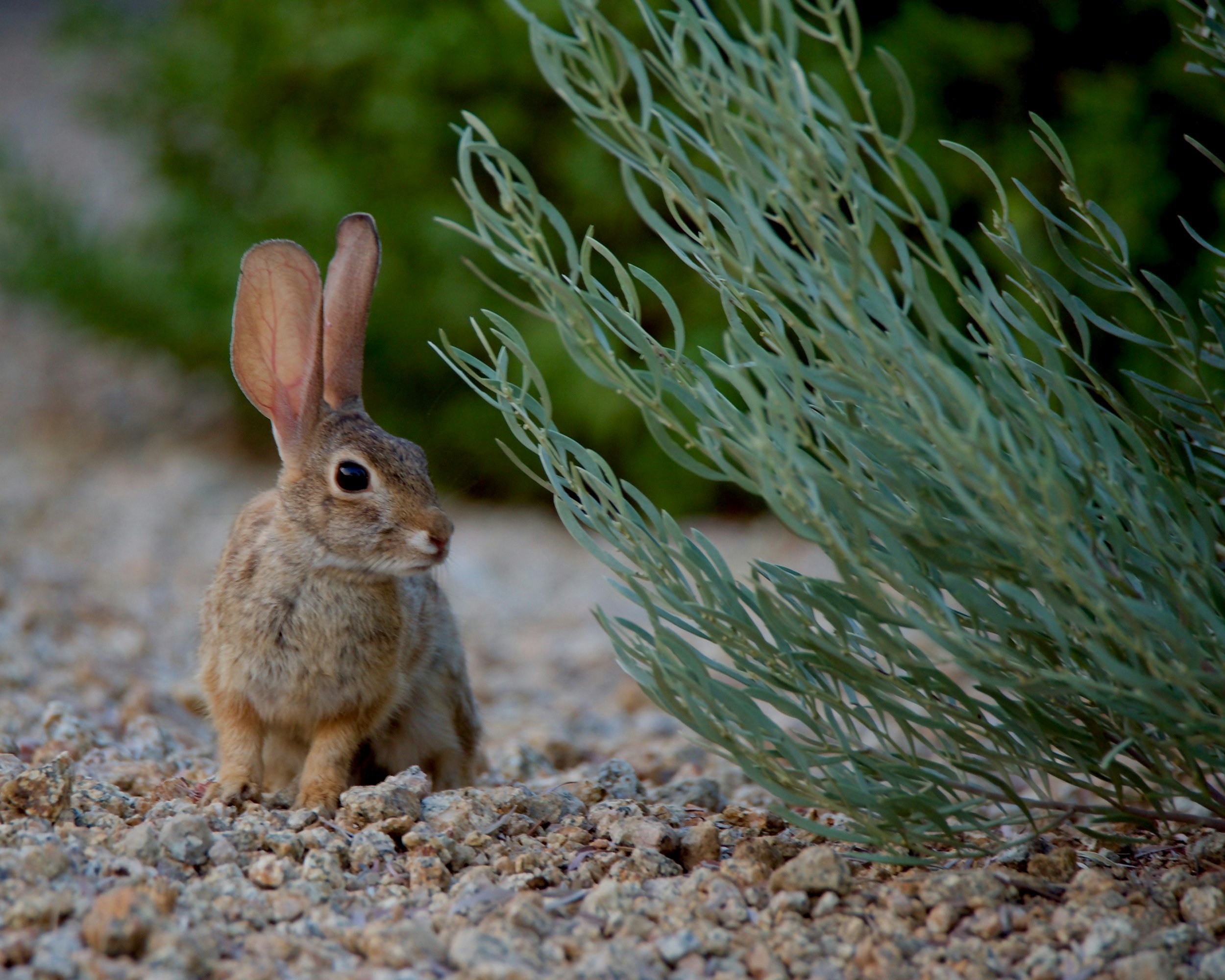 Wild rabbit at garden border