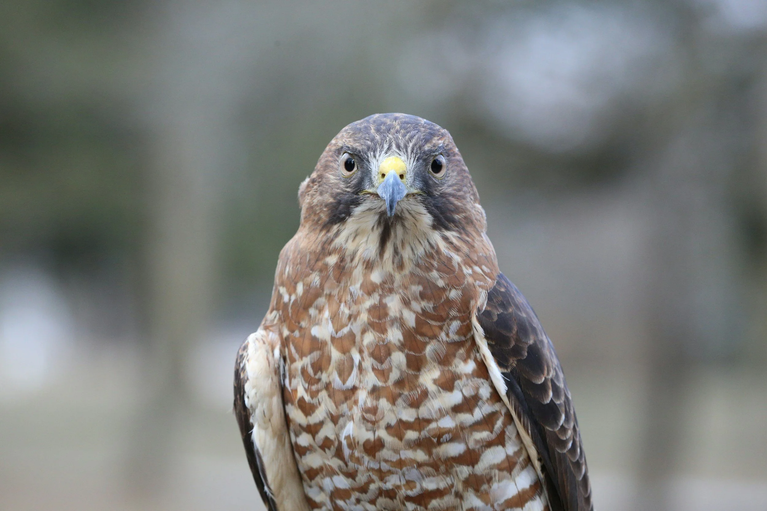 Red-tailed hawk looking into the camera lens
