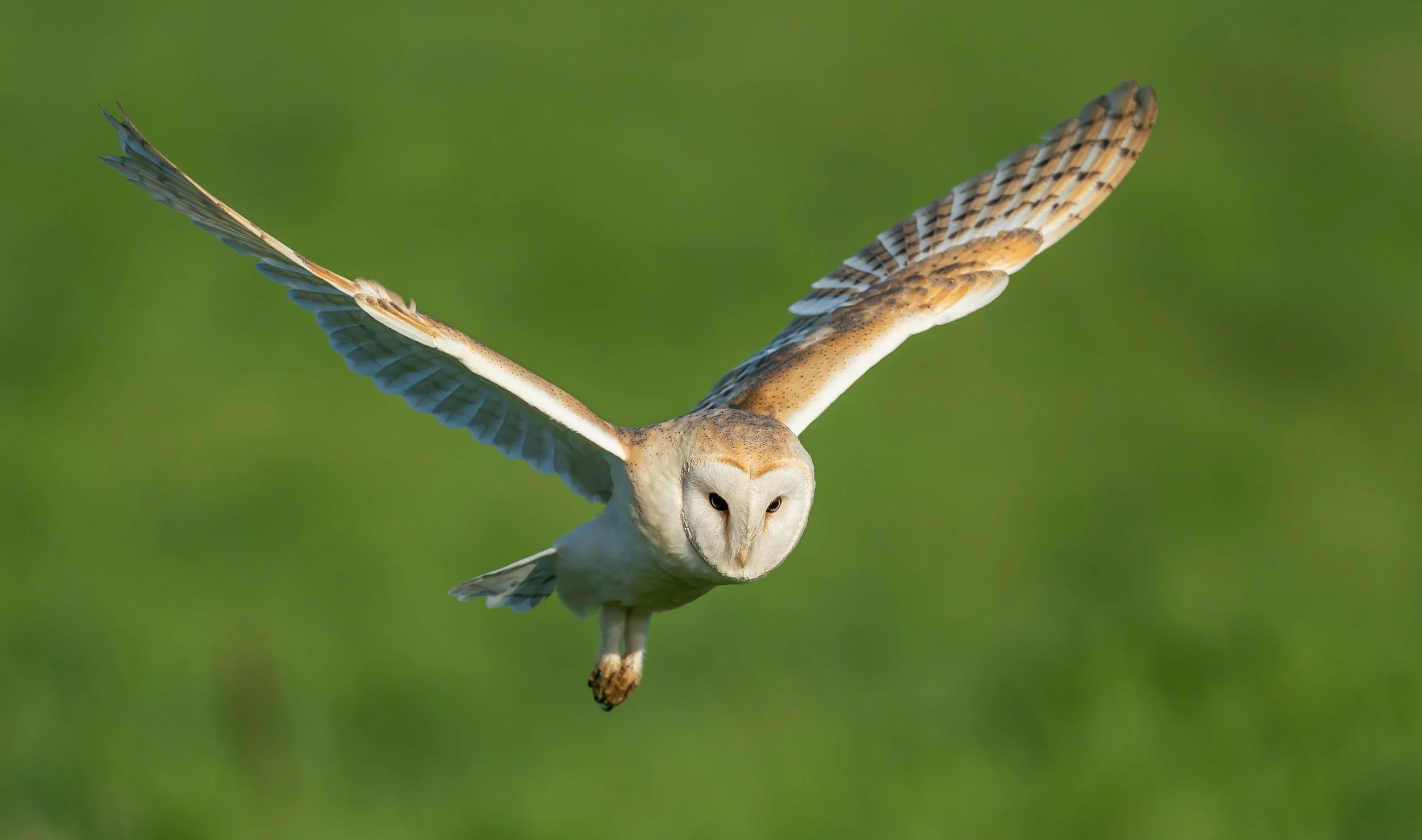 Barn owl in flight