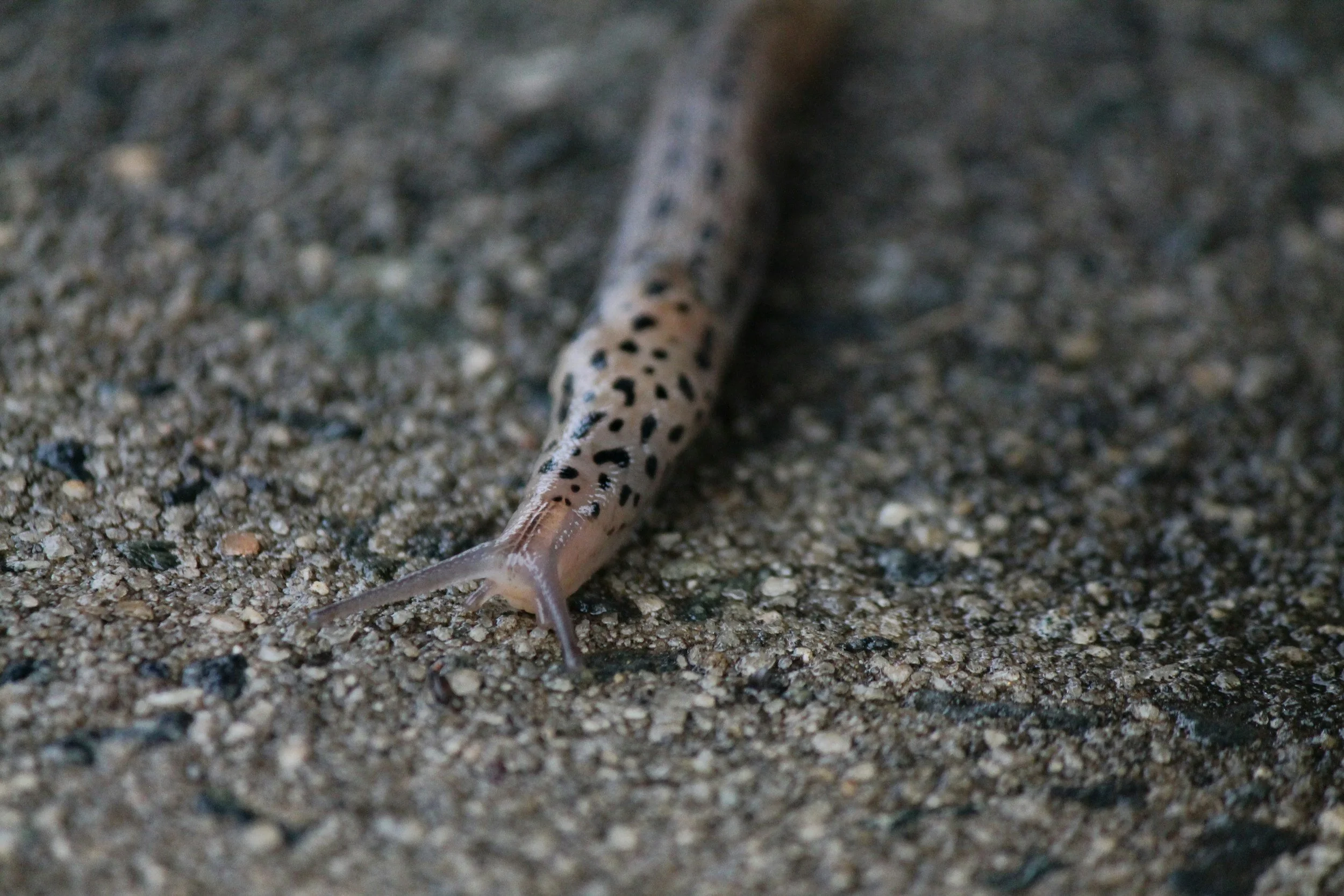 Leopard slug moving along pavement