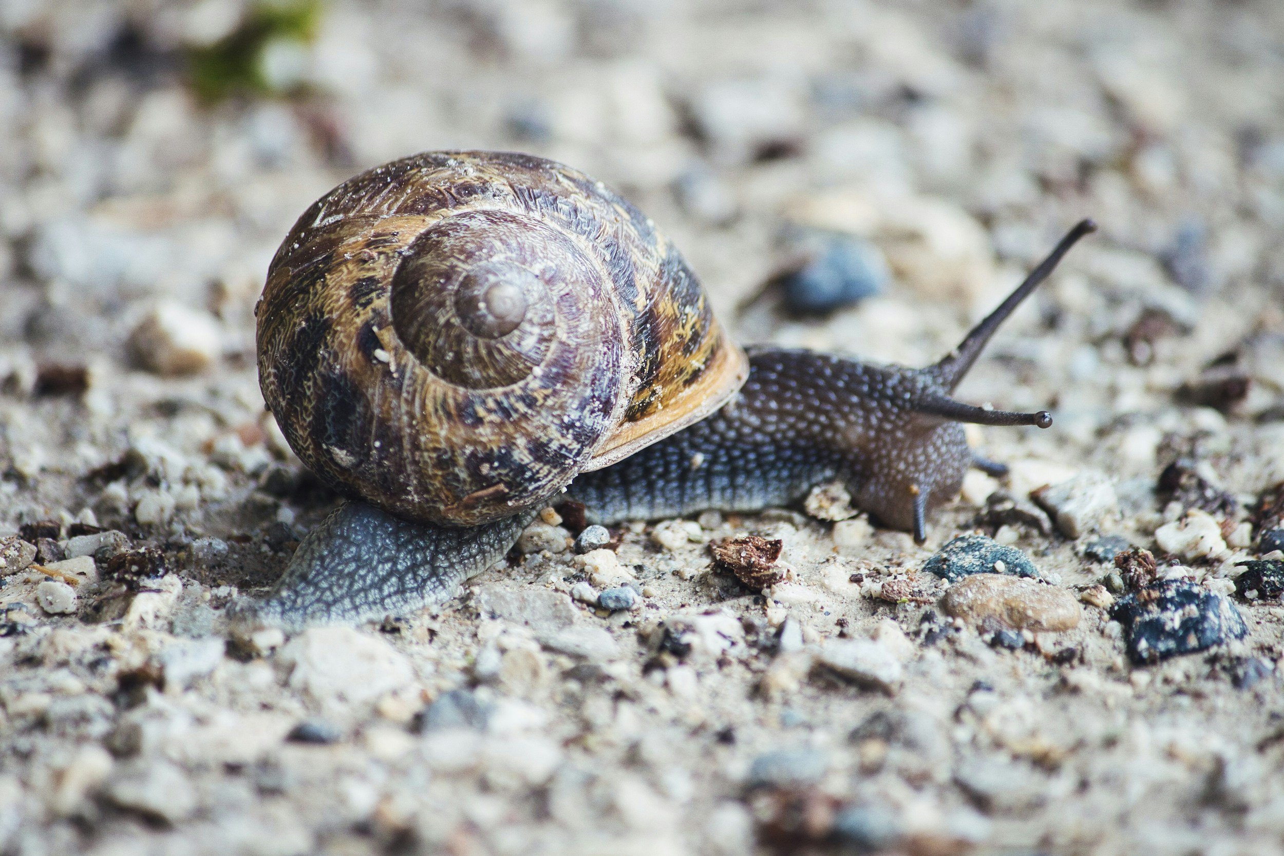 Slug and Snail Control in Foggy Santa Cruz Gardens