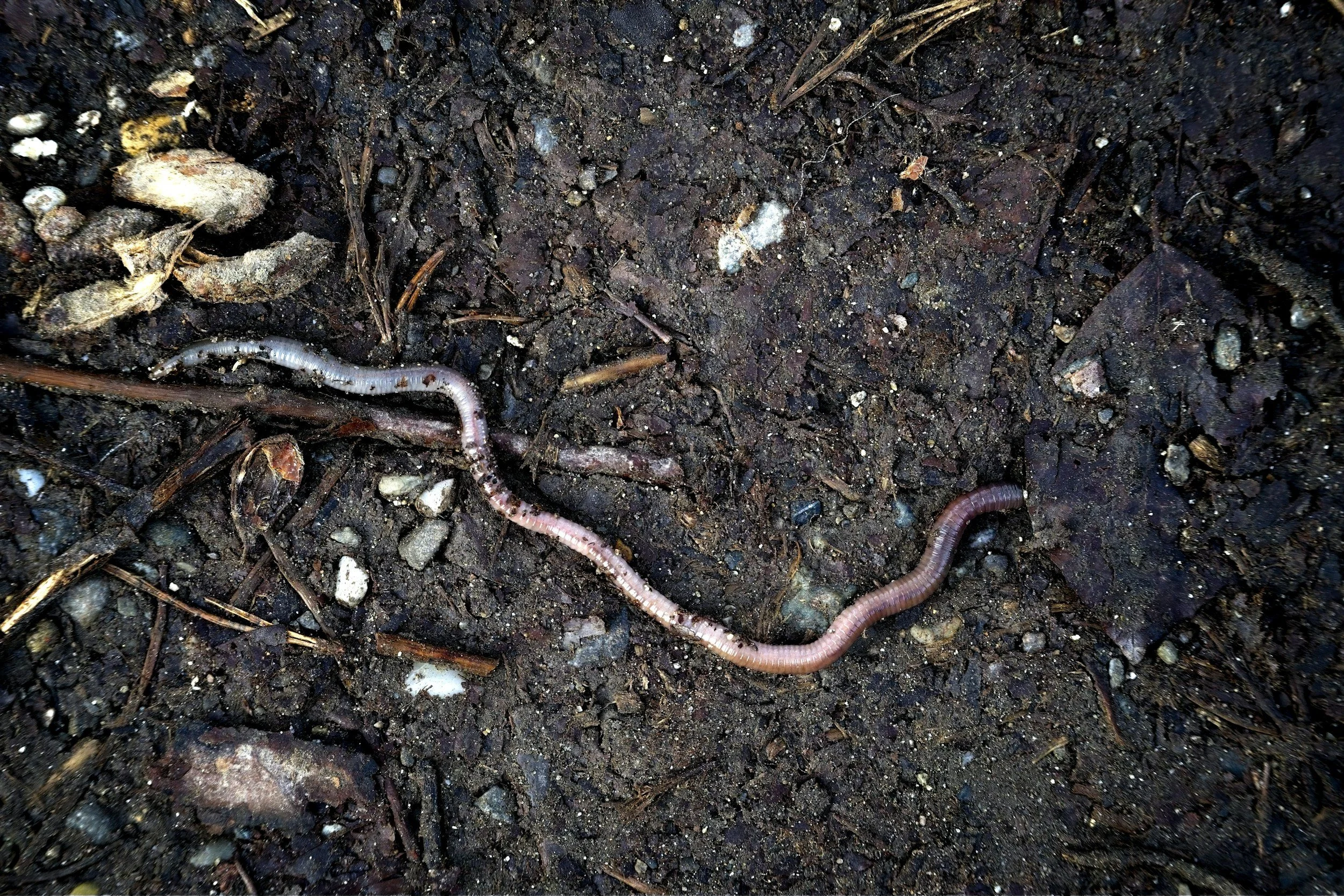 Earthworm on rich soil