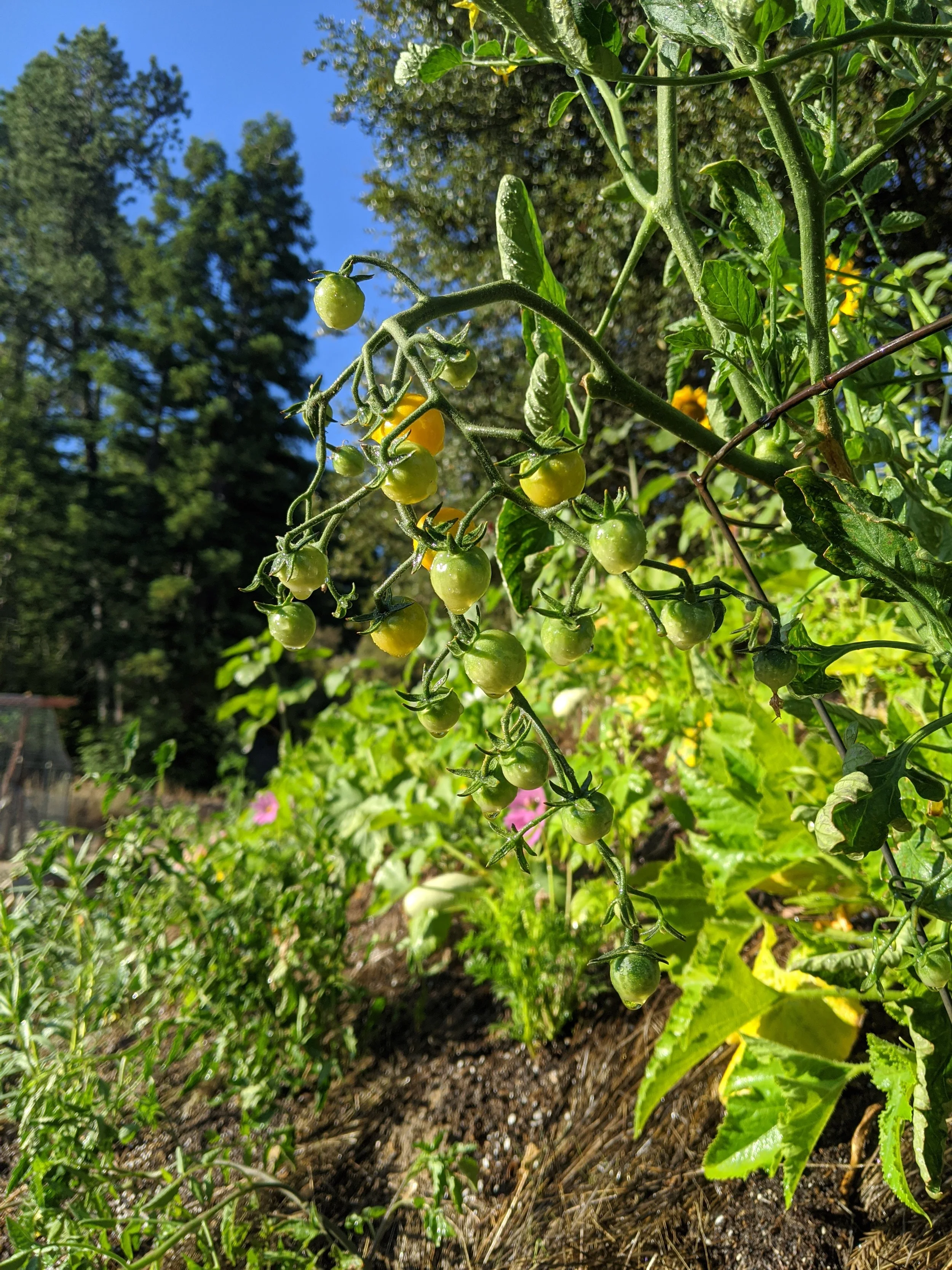 Tomato Fertilizing and Soil Preparation for Santa Cruz County