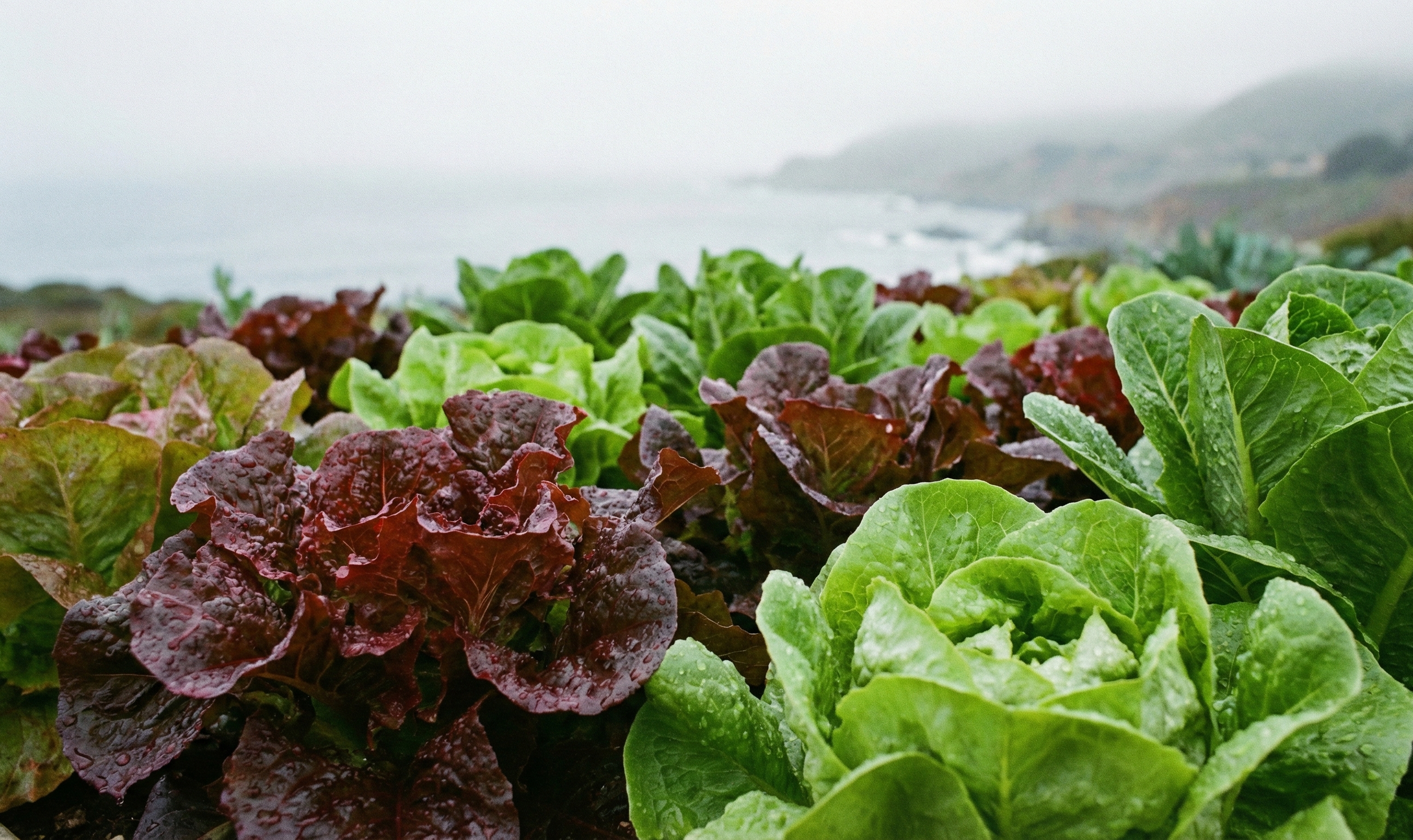 Can I Grow Lettuce and Greens Outdoors All Winter in Santa Cruz?