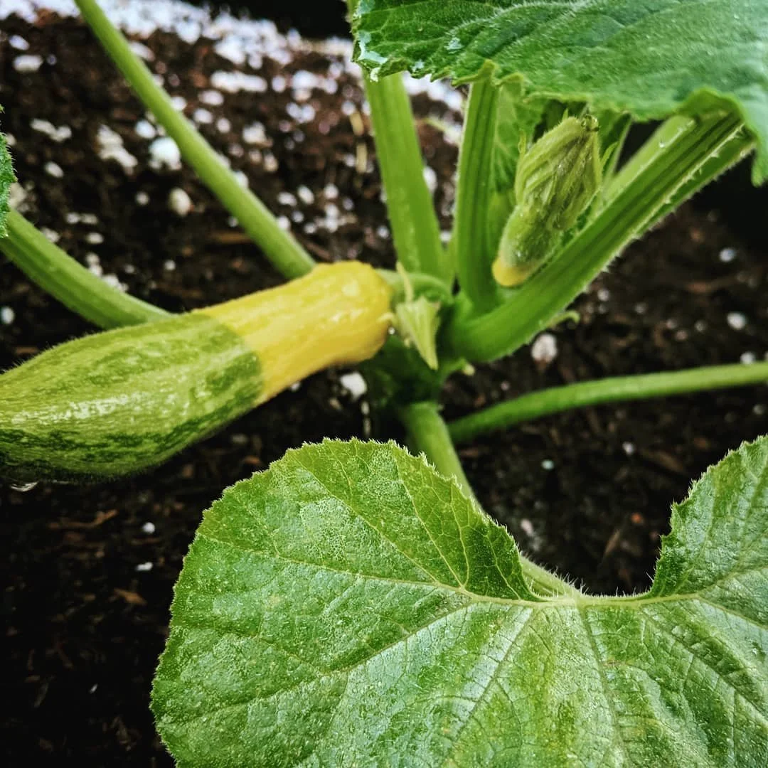 Zucchini vs. Yellow Squash: What Is the Difference?