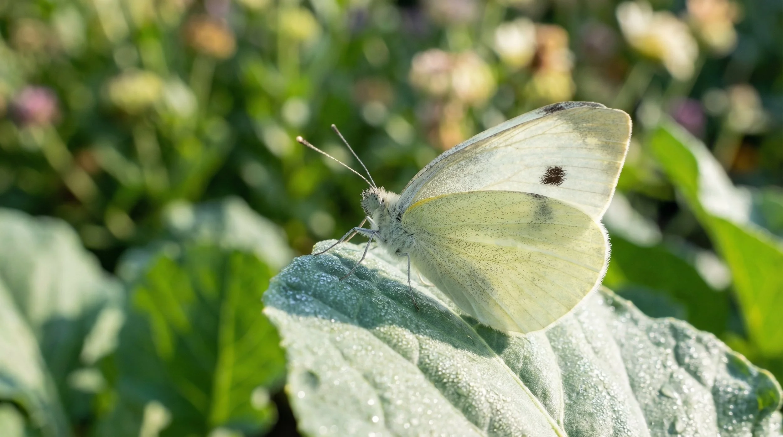 Are All Butterflies and Moths Good for Gardens?
