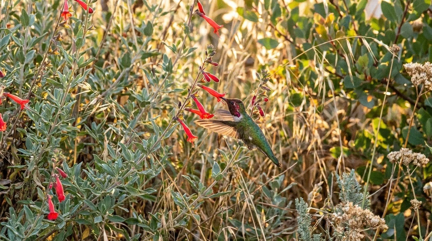 California Fuchsia: Hummingbird Magnet for SC Gardens
