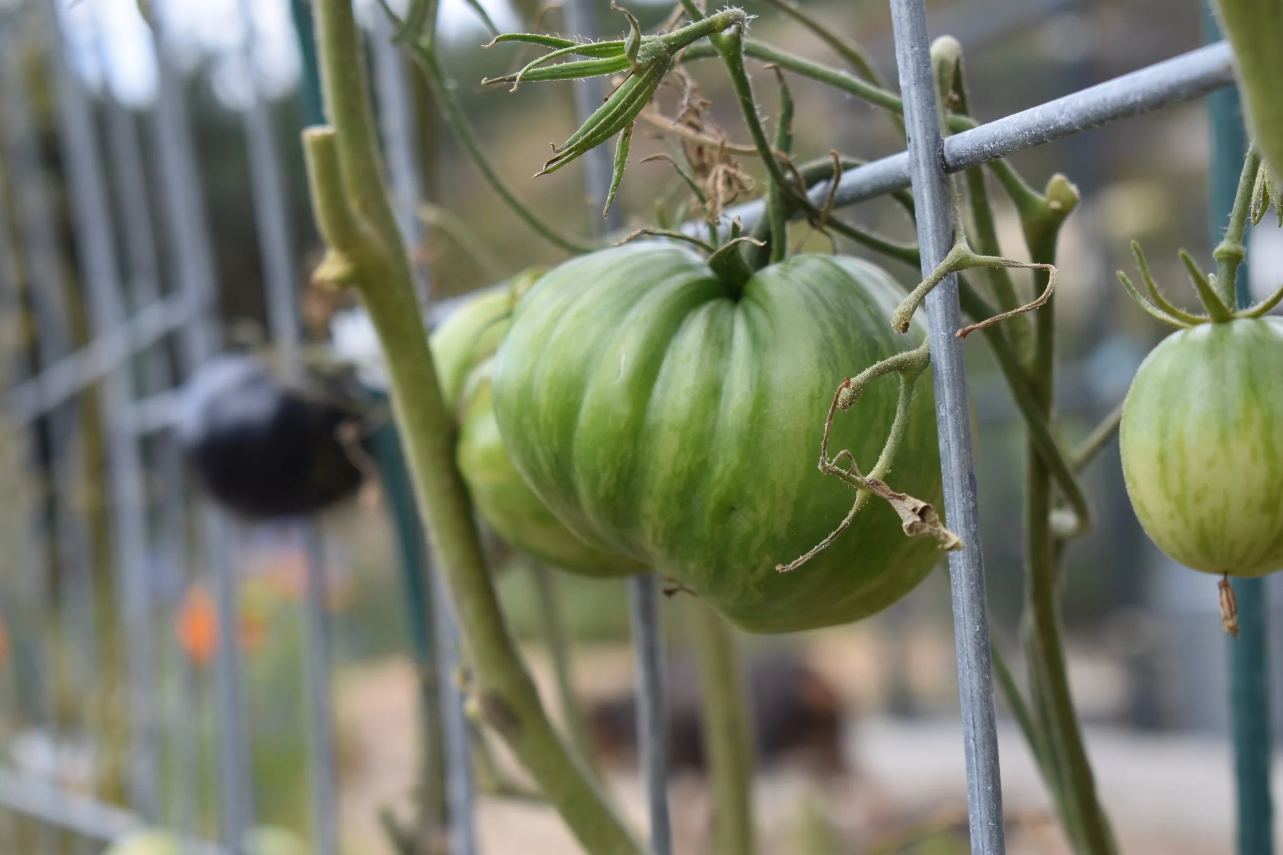 Preserving Your Summer Harvest: A Santa Cruz County Guide