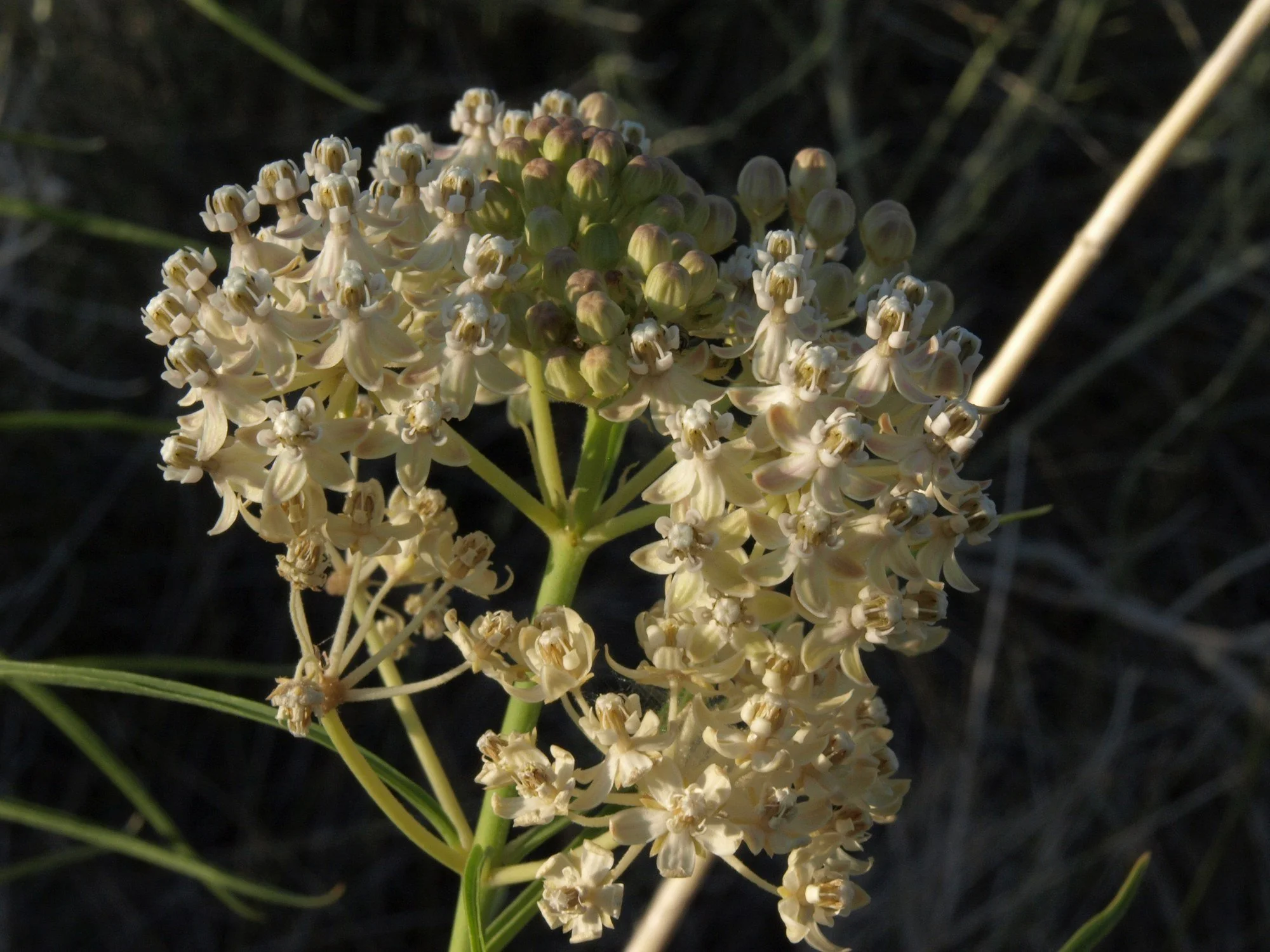Narrowleaf Milkweed: Plant the Right Monarch Host