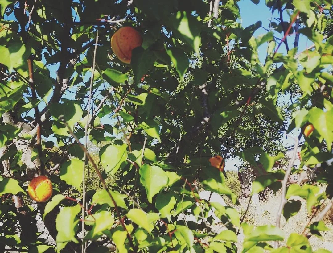 Growing Stone Fruit in Santa Cruz County: Peaches, Plums, Apricots, and Nectarines