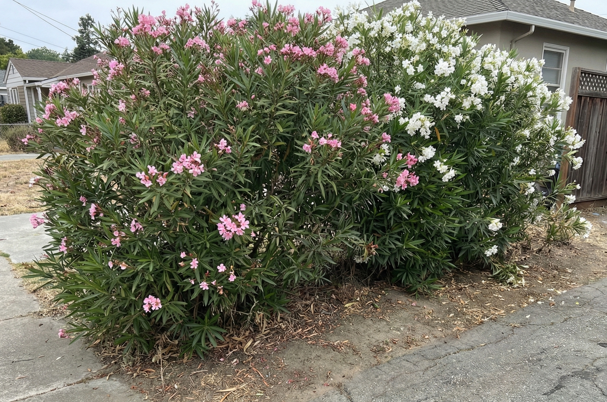 Nerium Oleander in Santa Cruz yard