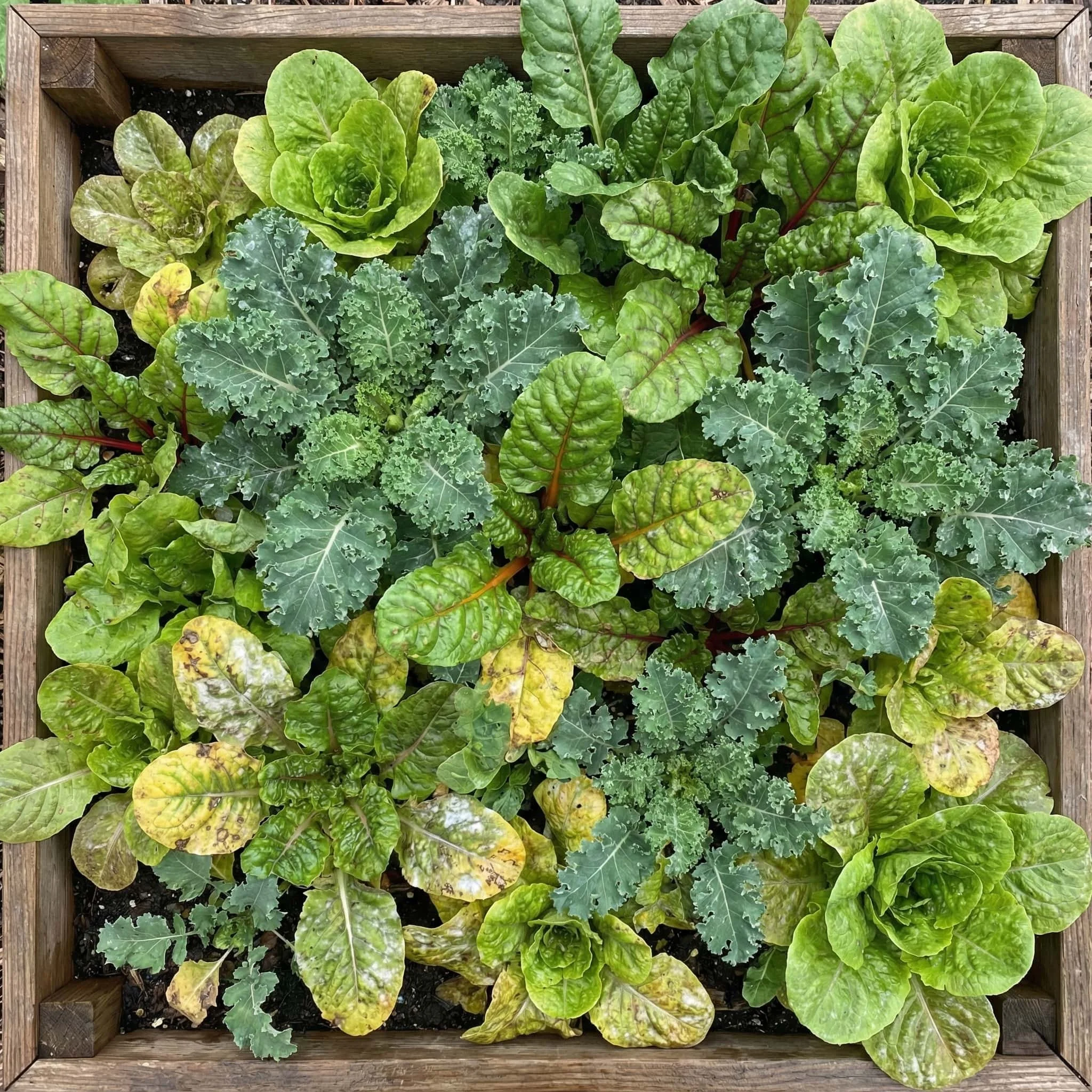 Boulder creek raised bed garden with lettuce, kale, chard overcrowding one another