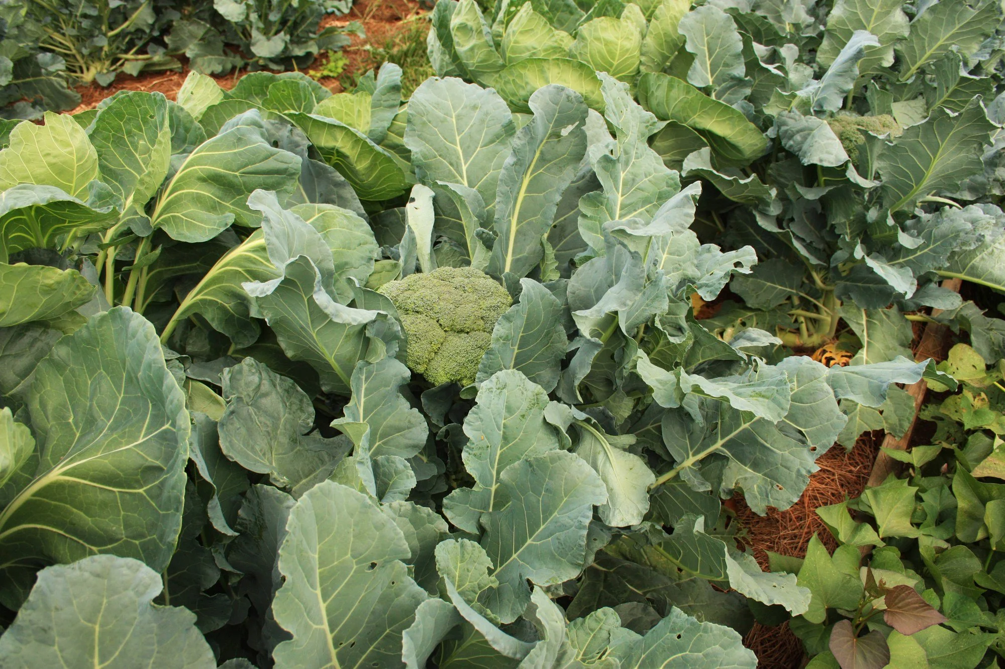 Growing Broccoli in Santa Cruz County | Fog Belt Guide