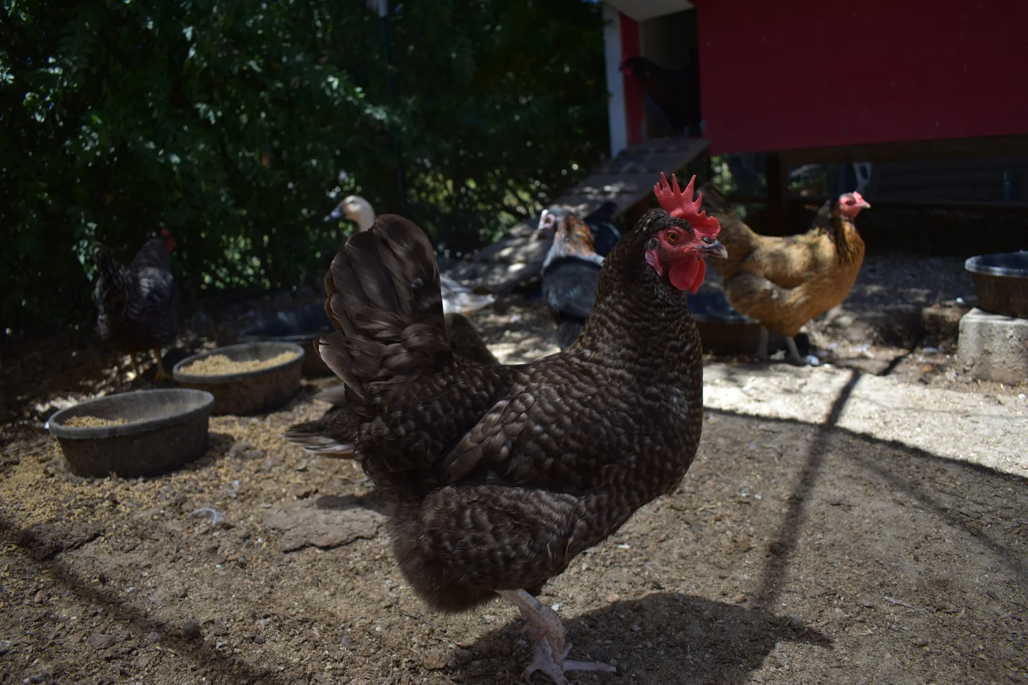 Why Are My Chickens Not Going Into the Coop at Night?