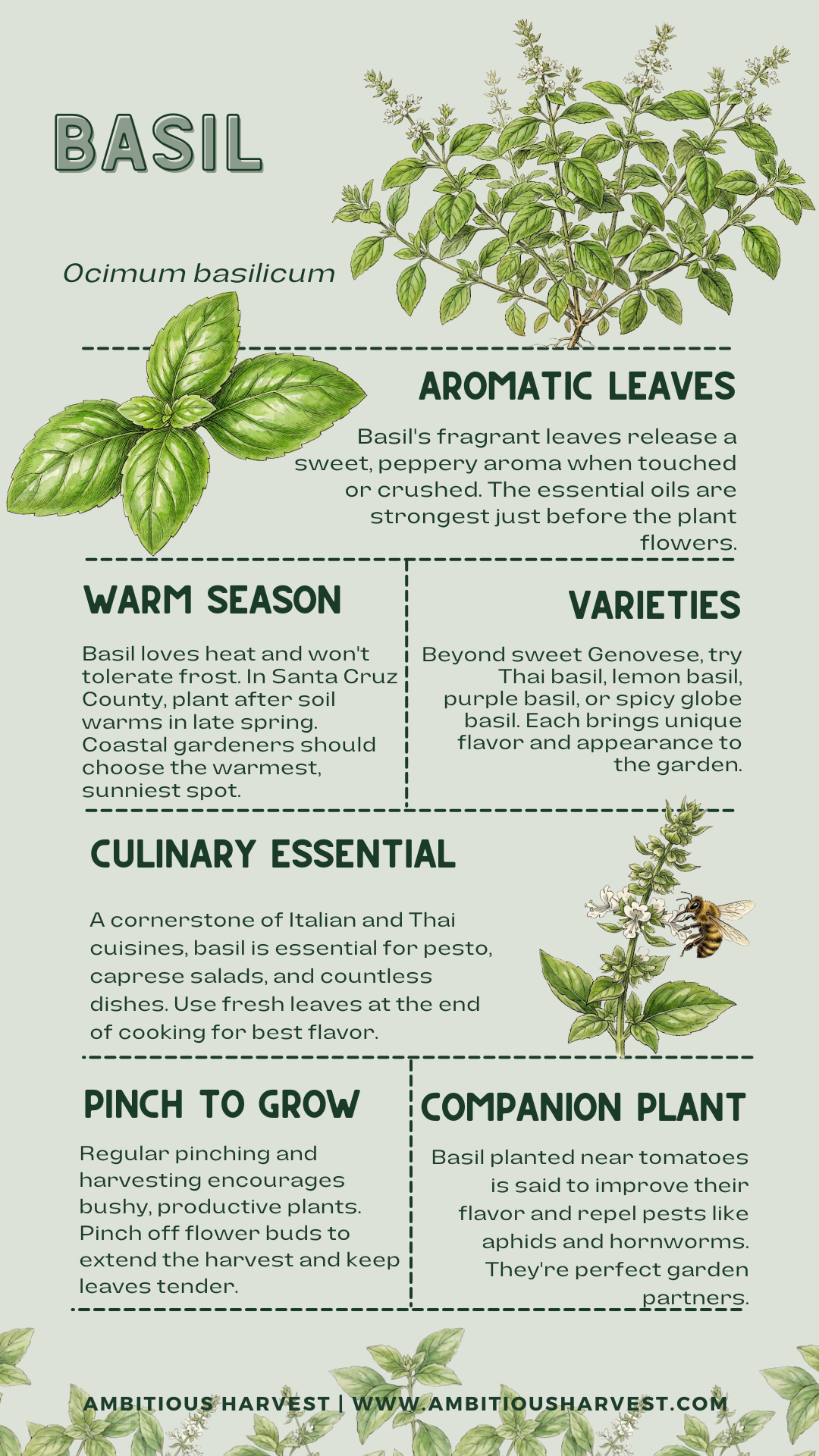 Ambitious Harvest Basil Infographic
