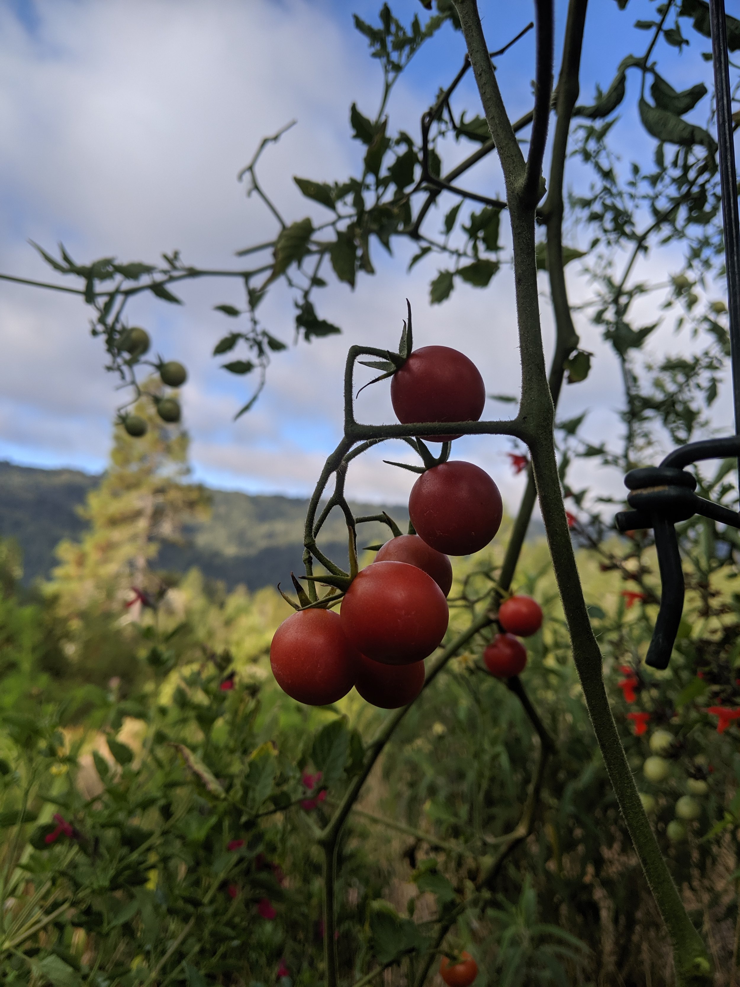 Tomatoes (2).jpg