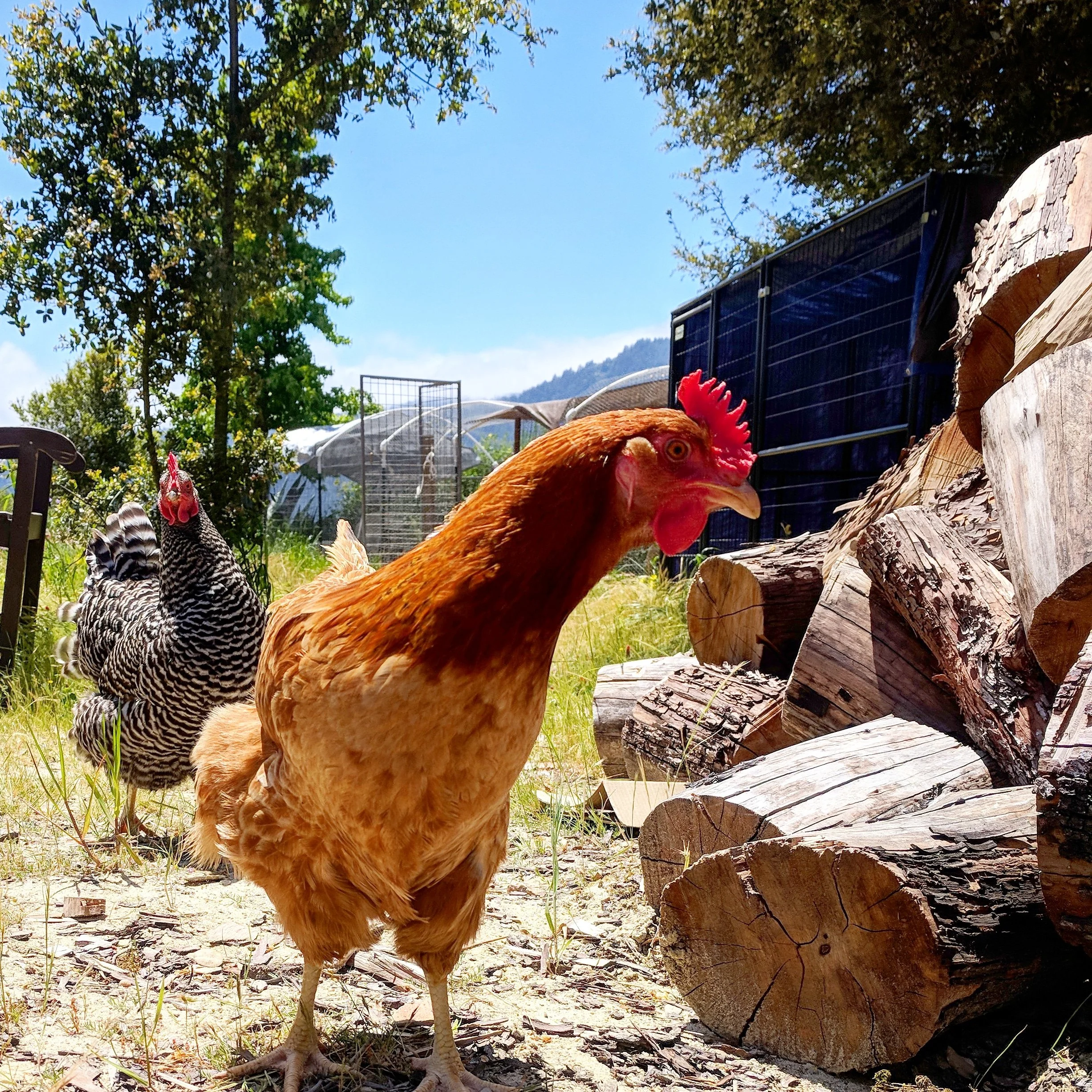 How Long Do Backyard Hens Keep Laying Eggs?