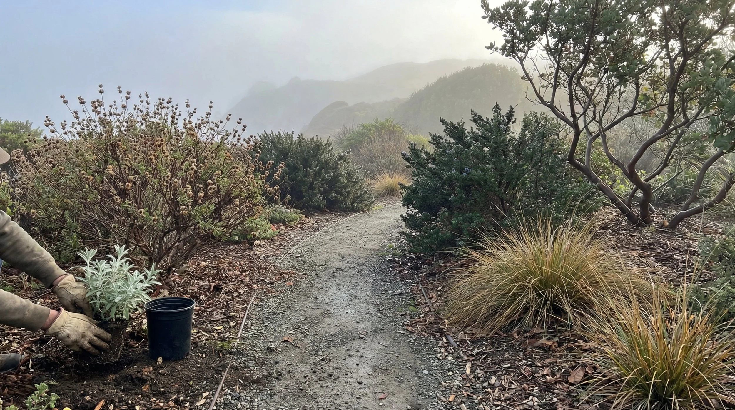 Native plants growing in various Santa Cruz County microclimates