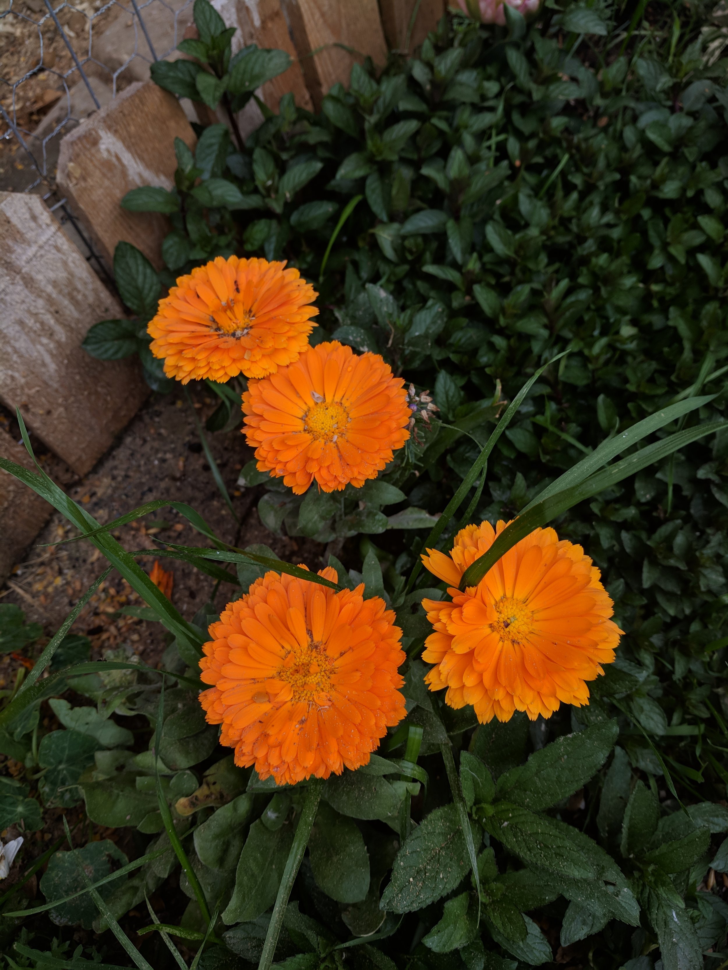 Calendula (7).jpg
