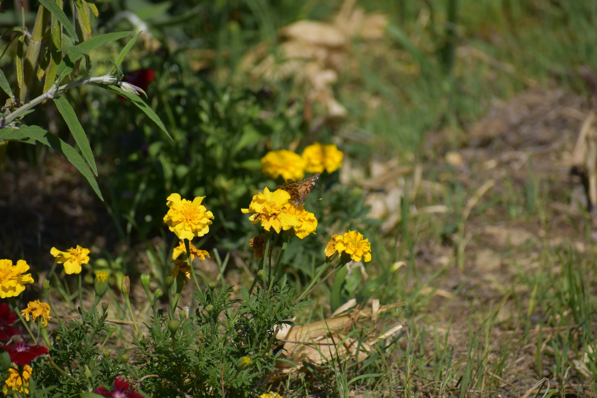 Beneficial Insects: How to Attract Them to Your California Garden