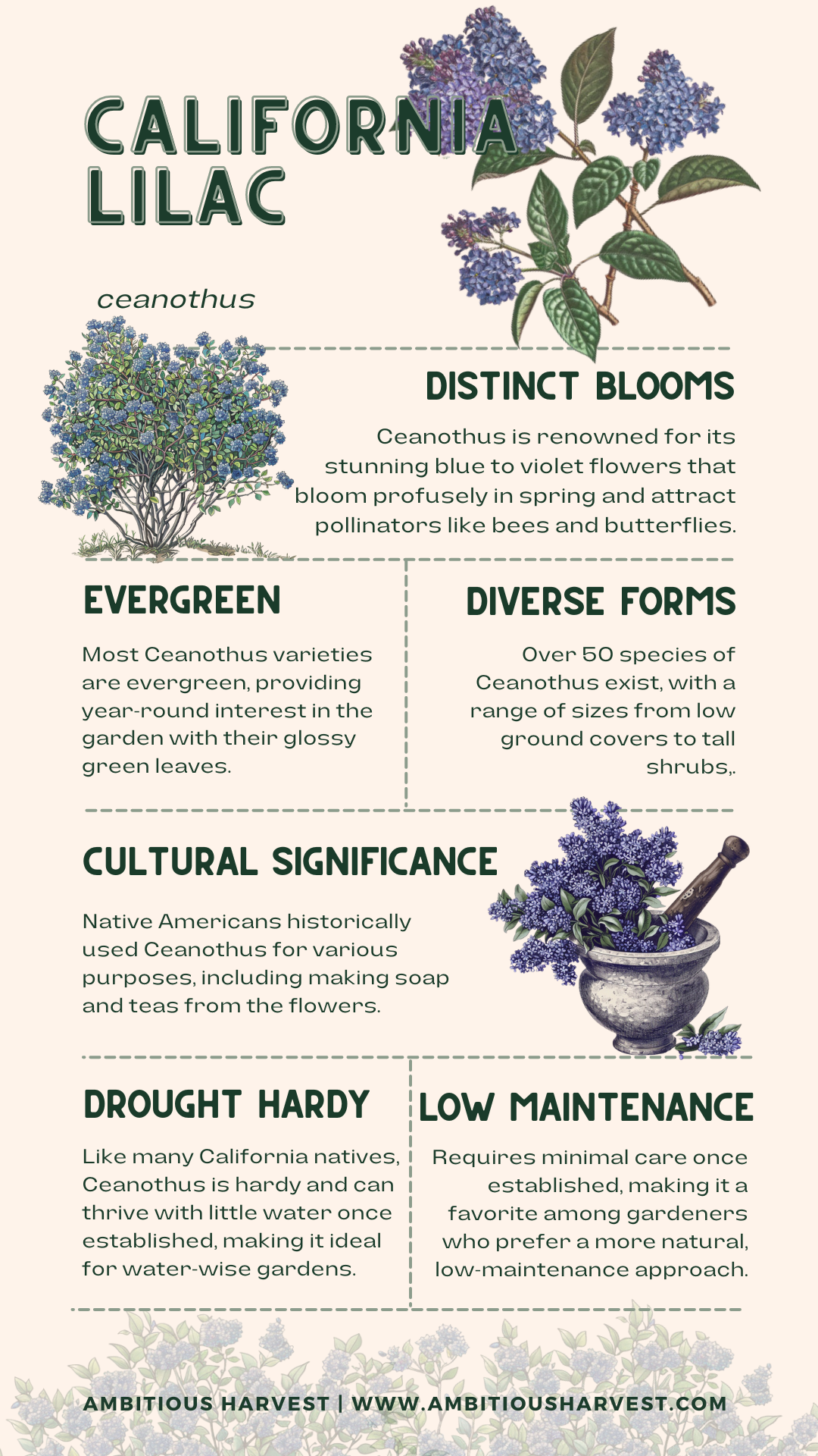 California Lilac Facts Infographic.png
