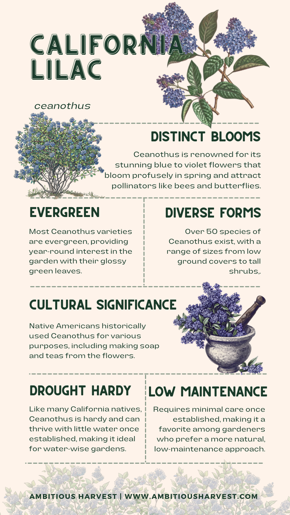 California Lilac: A Gardener's Guide to the Blue Blossom Wonder ...