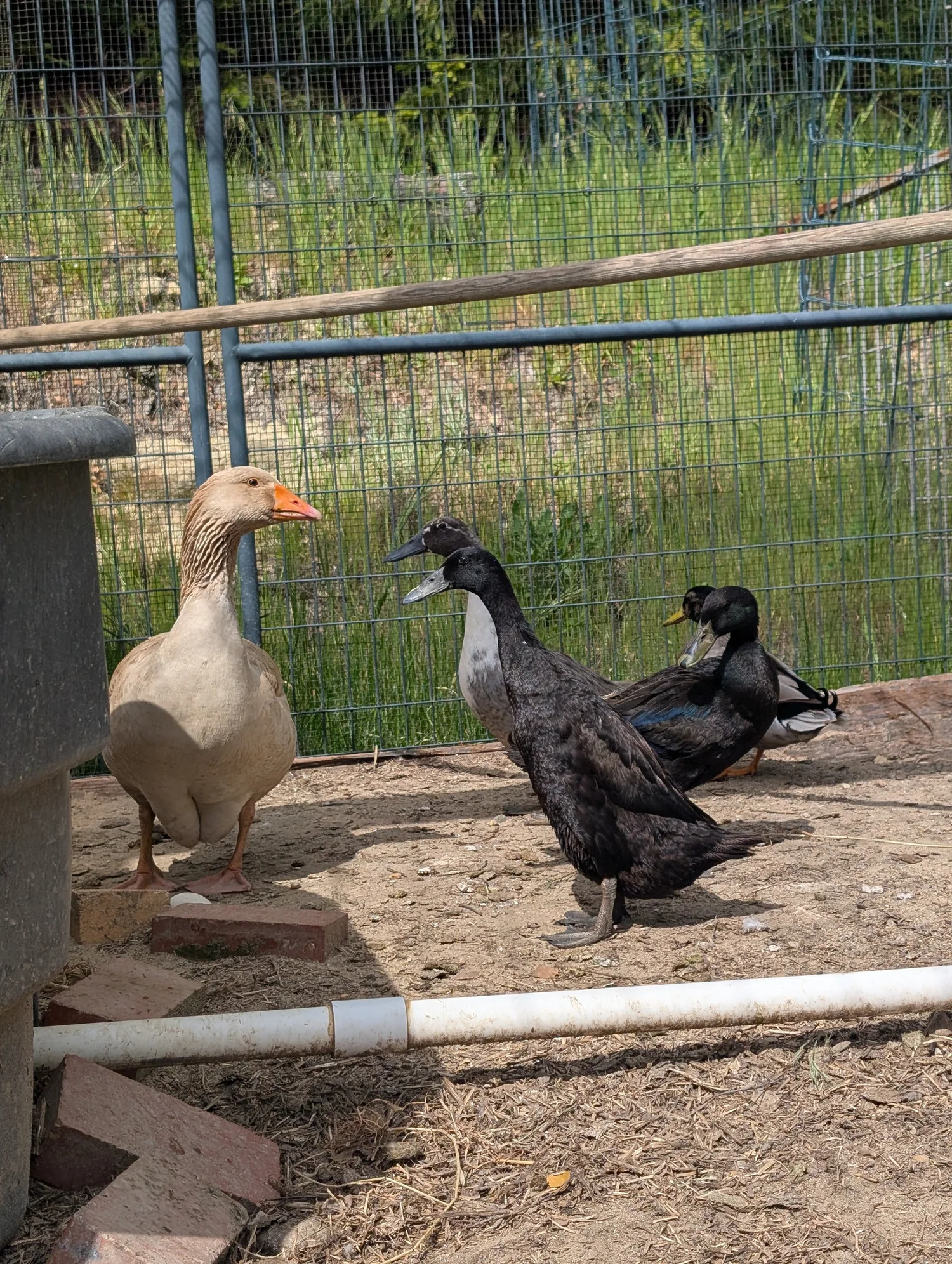 Keeping a Goose: What to Know About Single-Goose Flocks