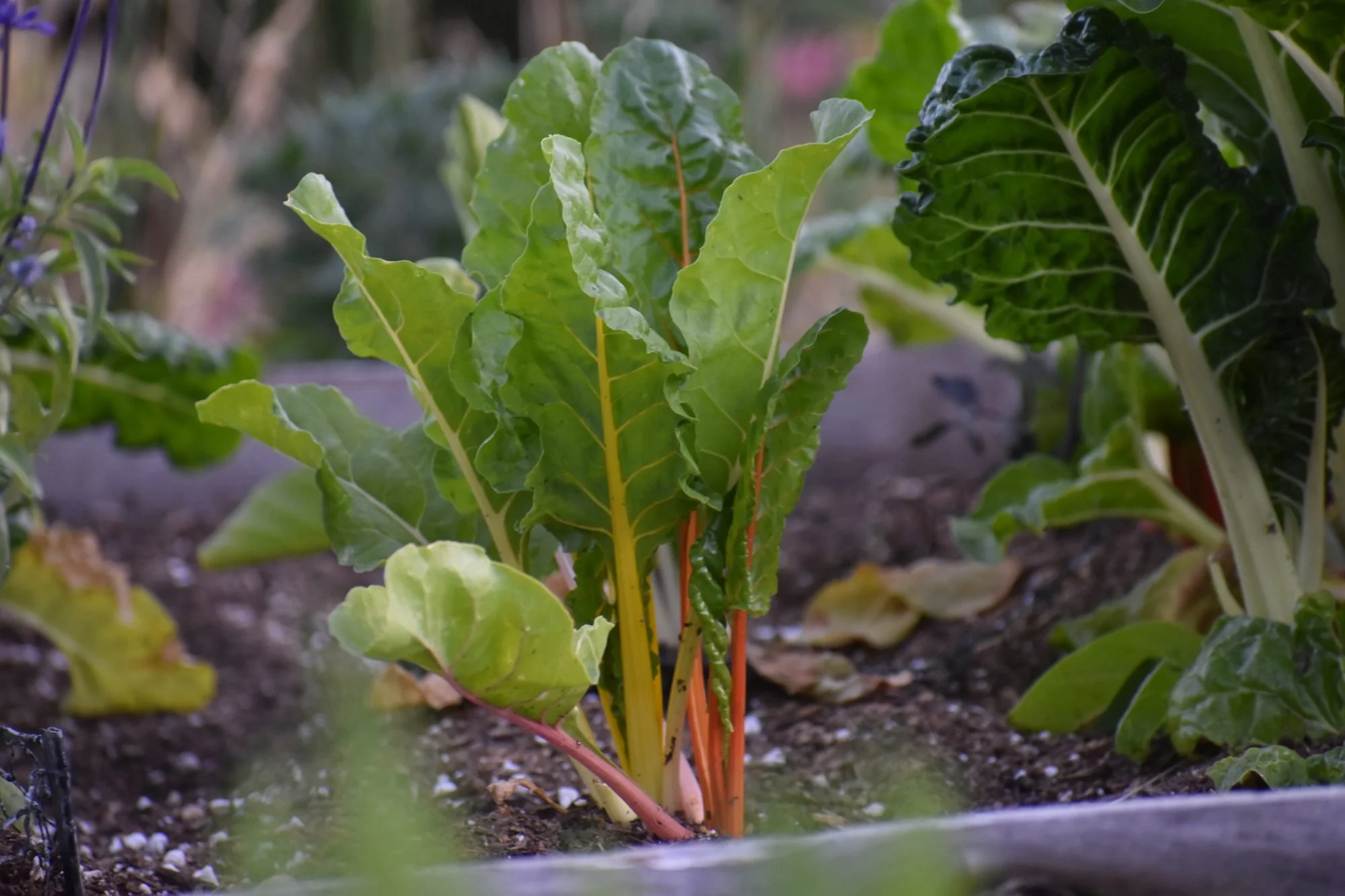 What to Plant in Santa Cruz &amp; the Bay Area in December
