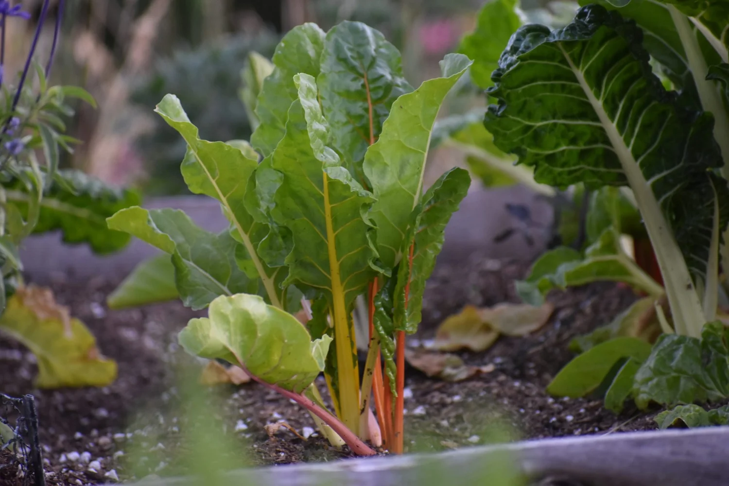 What to Plant in Santa Cruz & the Bay Area in December